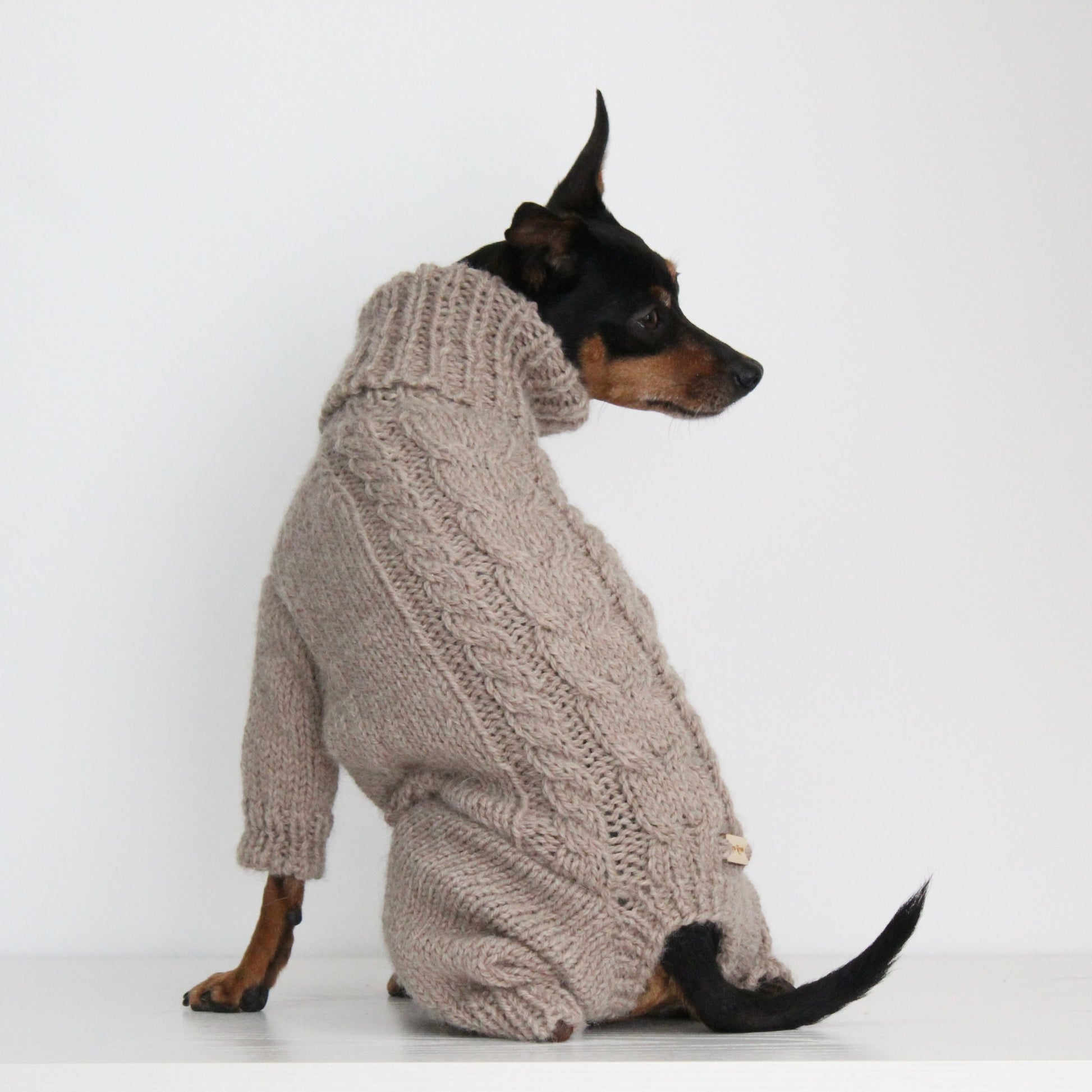 Miniature pinscher wearing a beige hand-knitted alpaca wool turtleneck jumpsuit onesie, custom-made to measure by Lana Royals Pet Wear. Showcasing the braided design on the back.