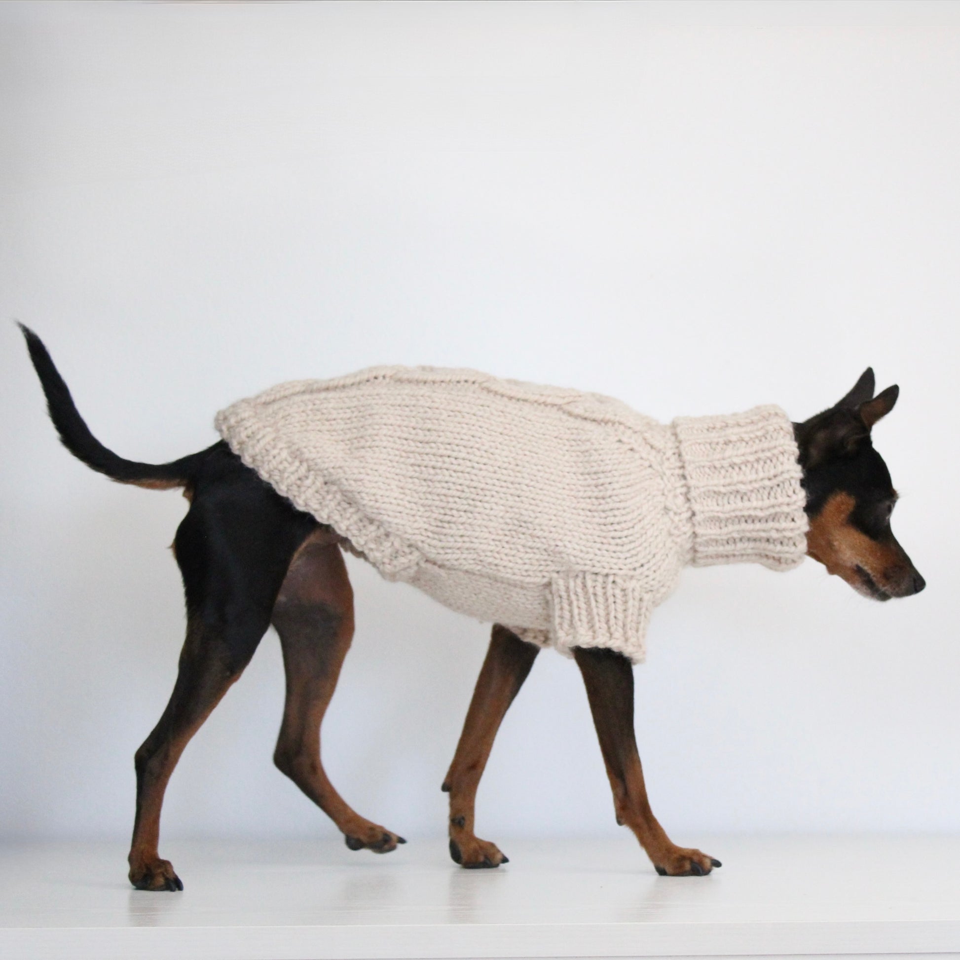 Miniature pinscher wearing a beige hand-knitted alpaca wool turtleneck sweater, custom-made to measure by Lana Royals Pet Wear. Showcasing from the side while walking.
