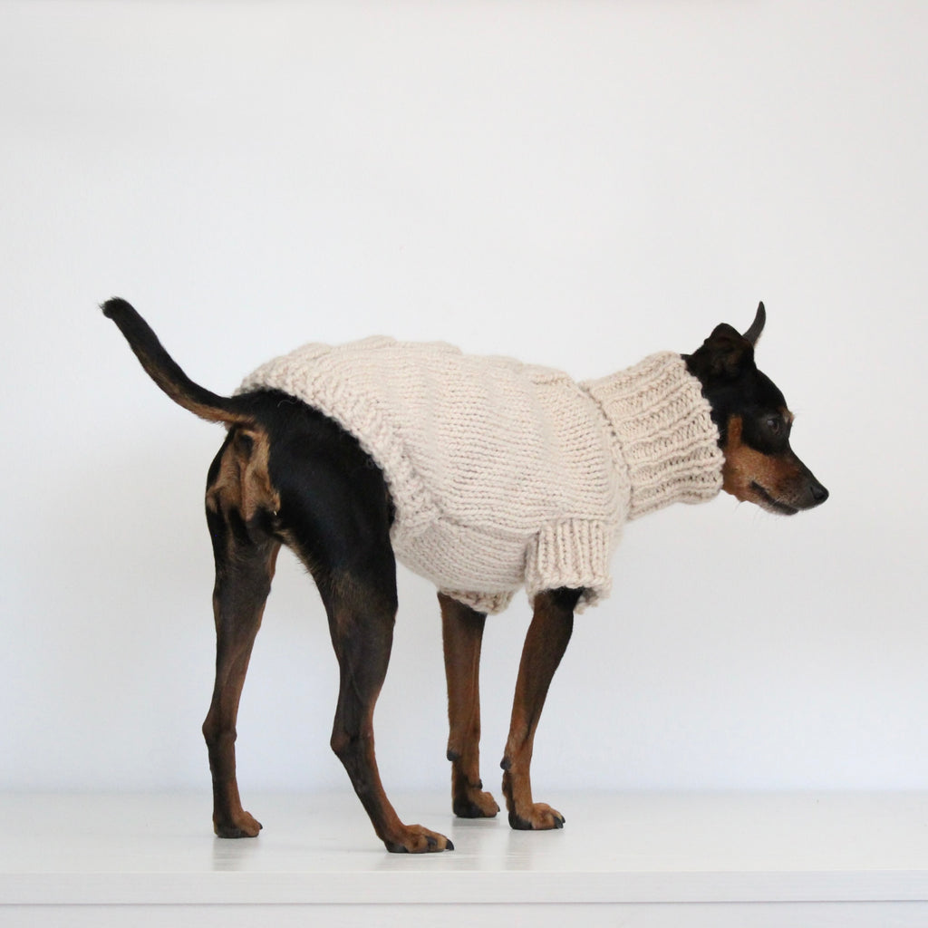 Miniature pinscher wearing a beige hand-knitted alpaca wool turtleneck sweater, custom-made to measure by Lana Royals Pet Wear. 