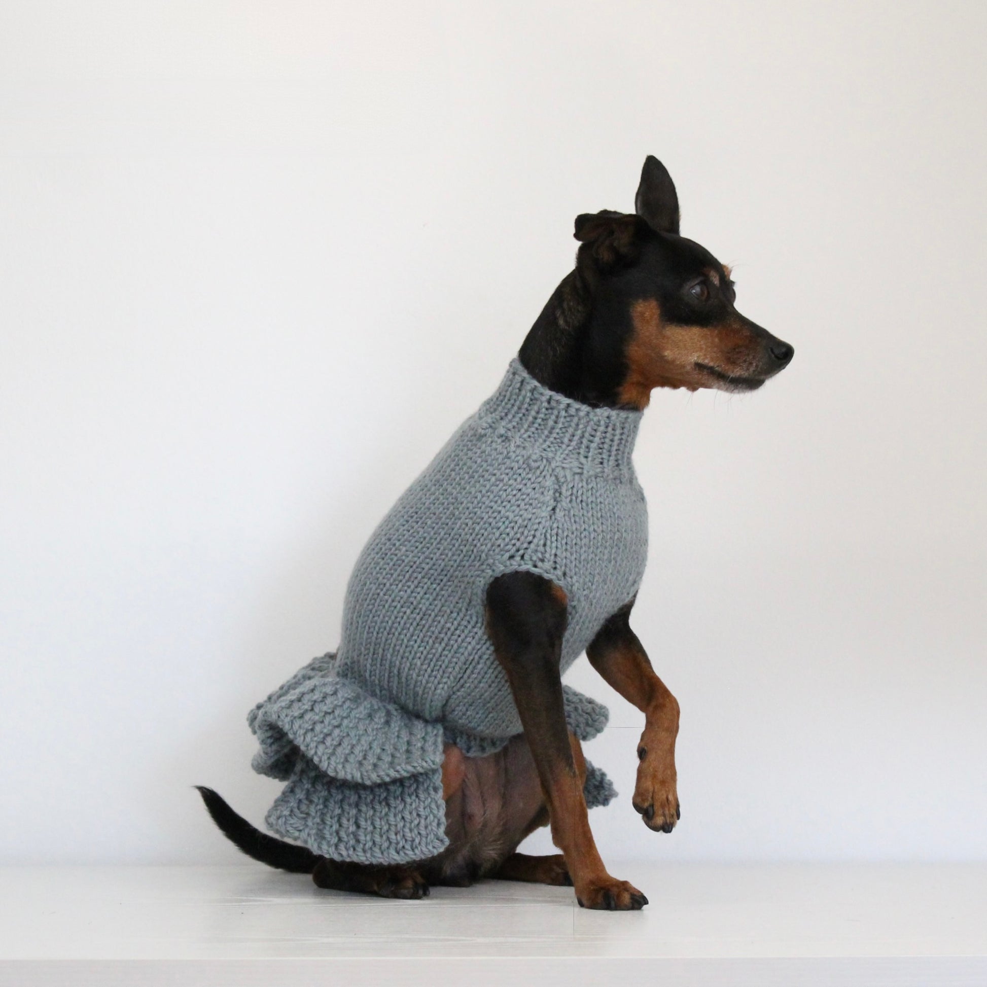 Miniature pinscher wearing a hand-knitted alpaca wool turtleneck sweater in grey blue sage smoke color, custom-made to measure by Lana Royals Pet Wear. 
