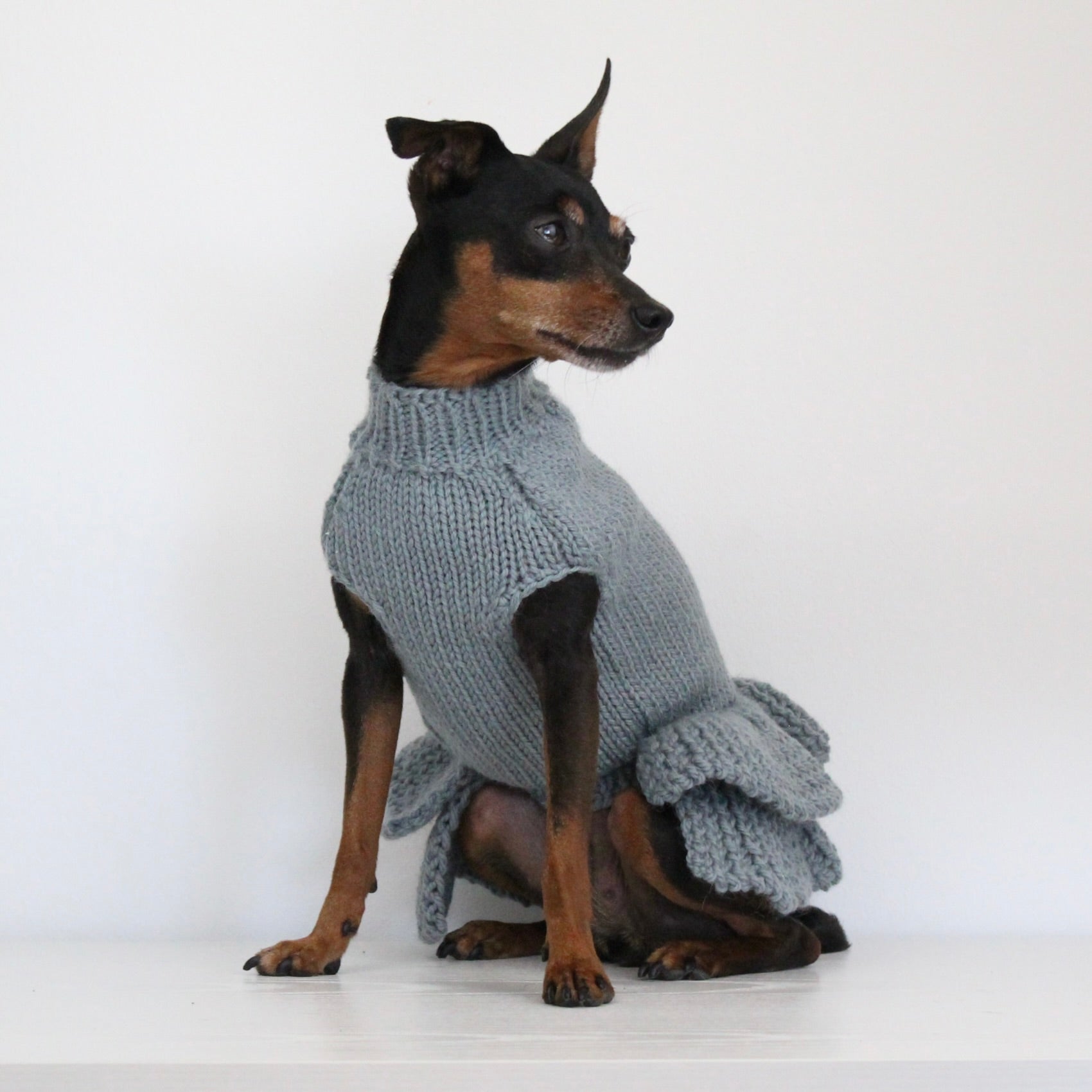 Miniature pinscher wearing a hand-knitted alpaca wool turtleneck sweater in grey blue sage smoke color, custom-made to measure by Lana Royals Pet Wear. 