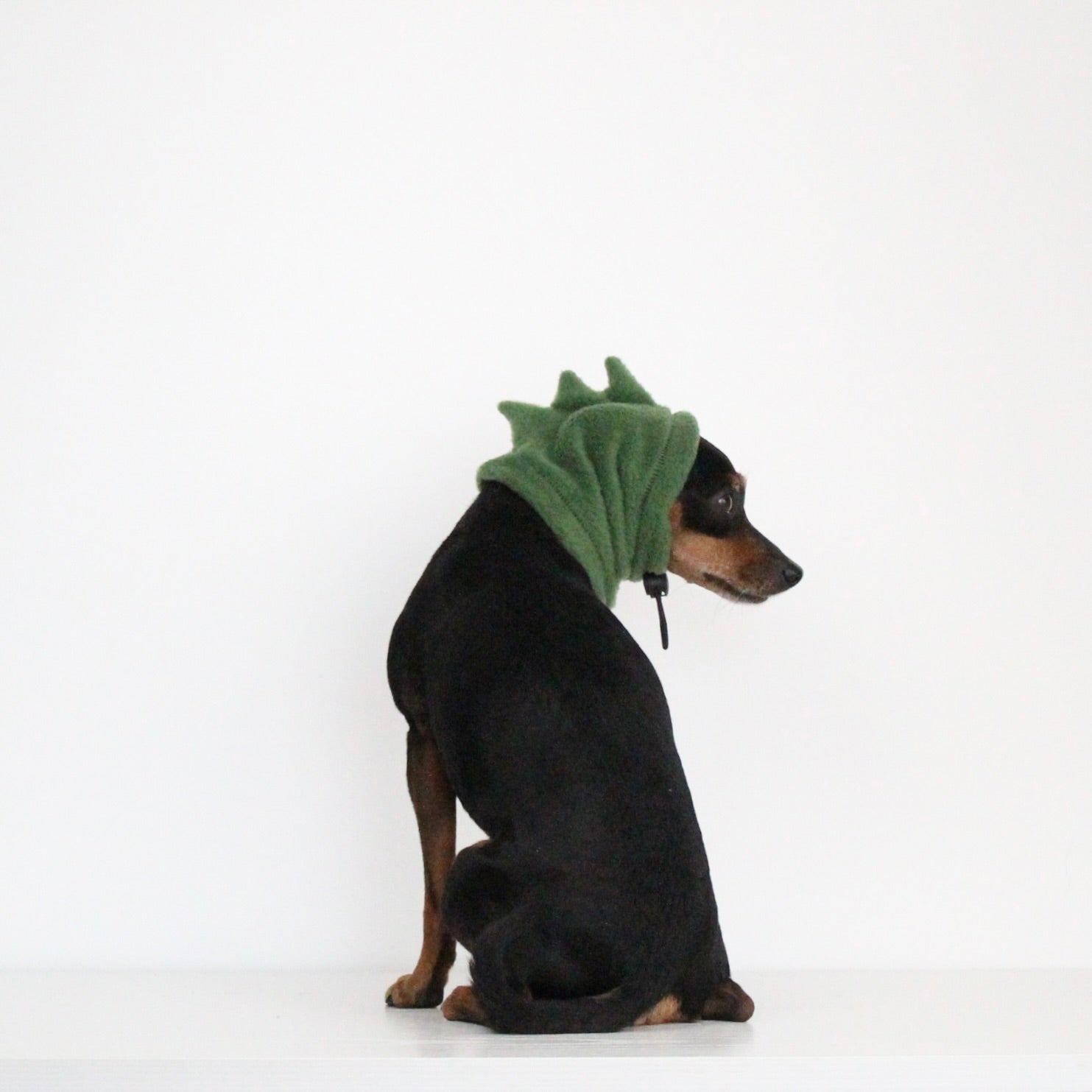 Miniature pinscher wearing handmade pine green fleece snood with Dino spikes costume add-on, custom-tailored to measure by Lana Royals Pet Wear.