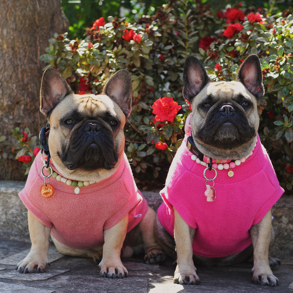 Two French bulldogs from Portugal wearing handmade, berry and hot pink sleeveless vests, sitting outdoors with flowers in the background. The sweaters are custom-made to measure by Lana Royals Pet Wear.