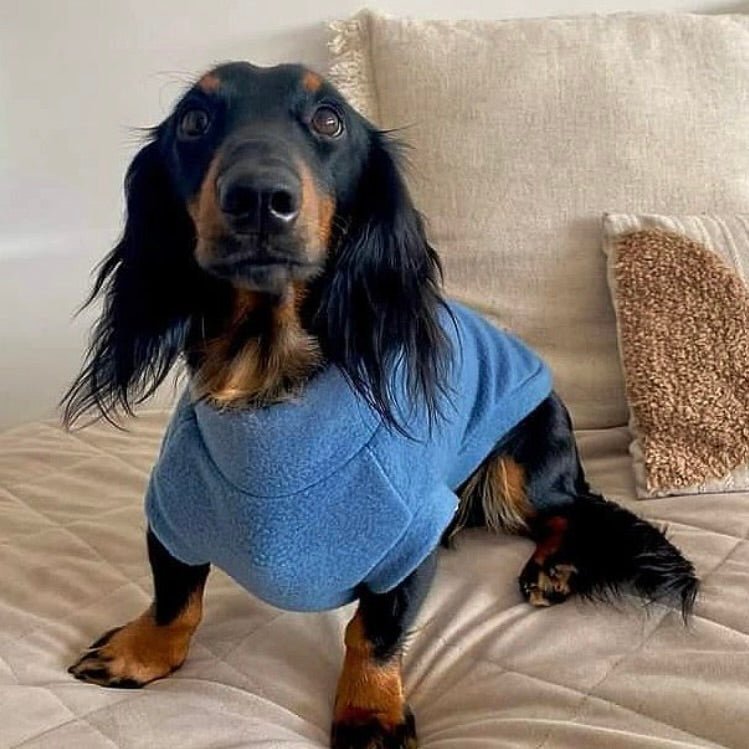 Long-haired dachshund from Portugal wearing a handmade, pigeon blue fleece sleeveless vest sitting on a beige couch. The sweater is custom-tailored to measure by Lana Royals Pet Wear.