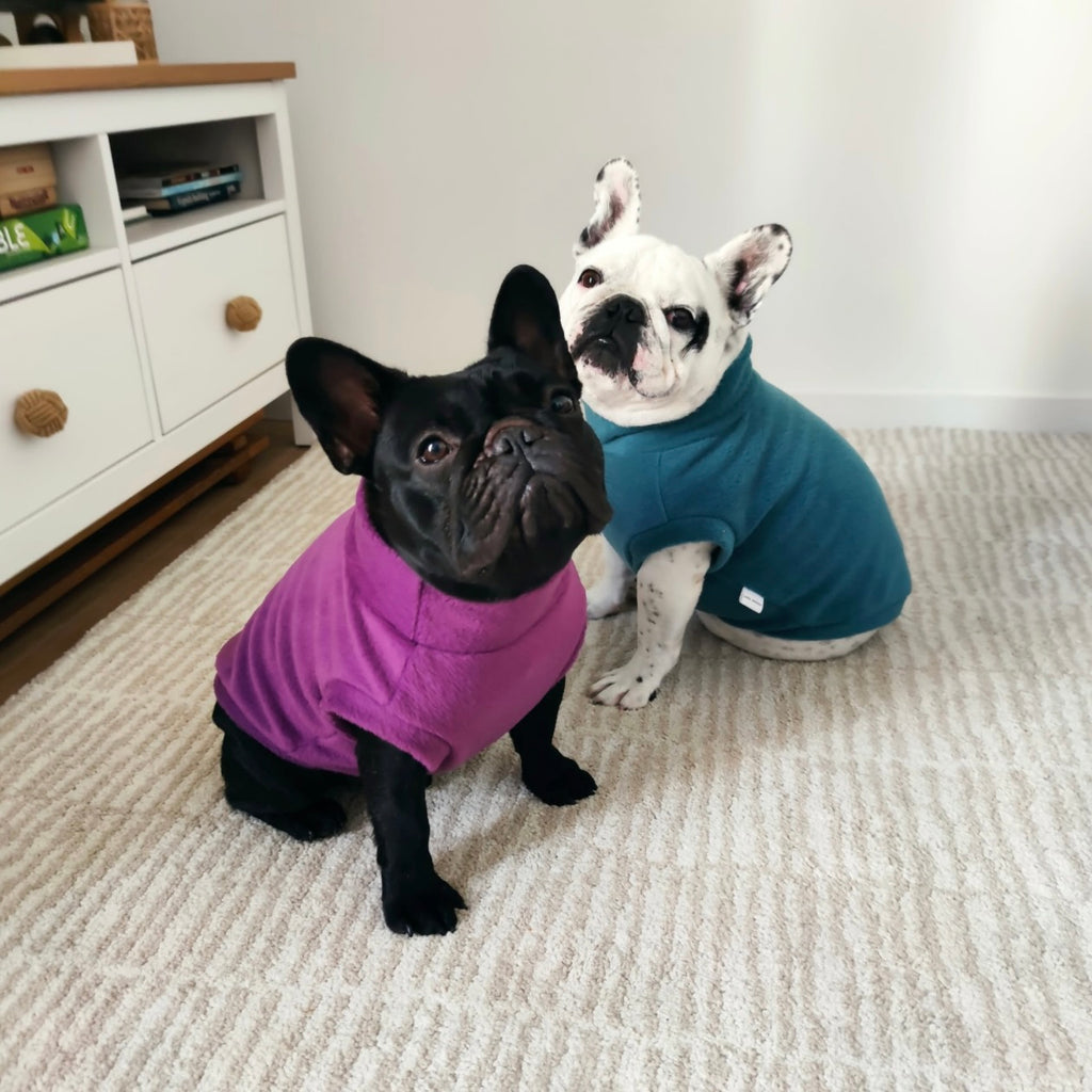 Two French bulldogs from Portugal wearing handmade purple and teal fleece sleeveless jumpers, custom made to measure by Lana Royals Pet Wear.