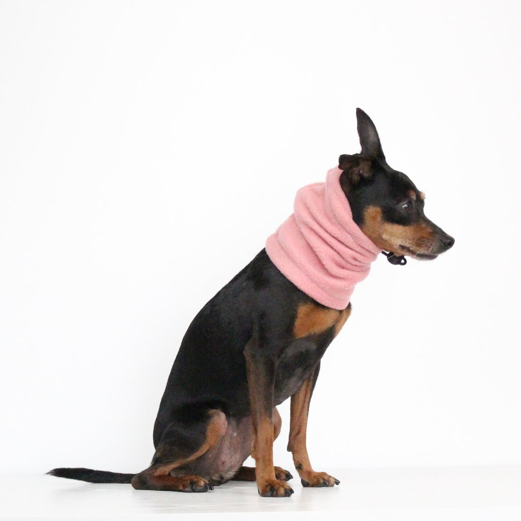 Miniature pinscher dog wearing a handmade berry pink fleece snood, custom-tailored to measure by Lana Royals Pet Wear.
