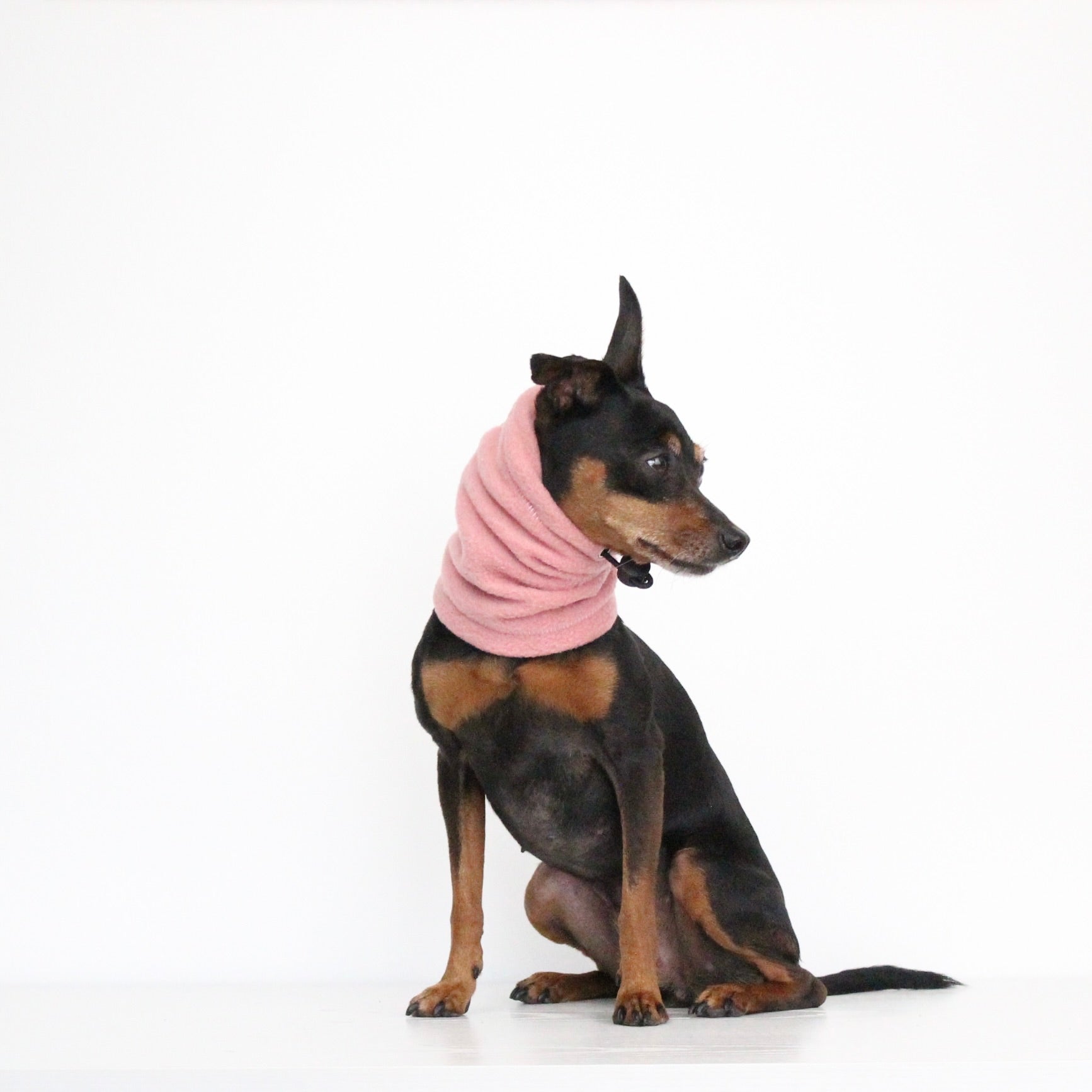 Miniature pinscher dog wearing a handmade berry pink fleece snood, custom-tailored to measure by Lana Royals Pet Wear.