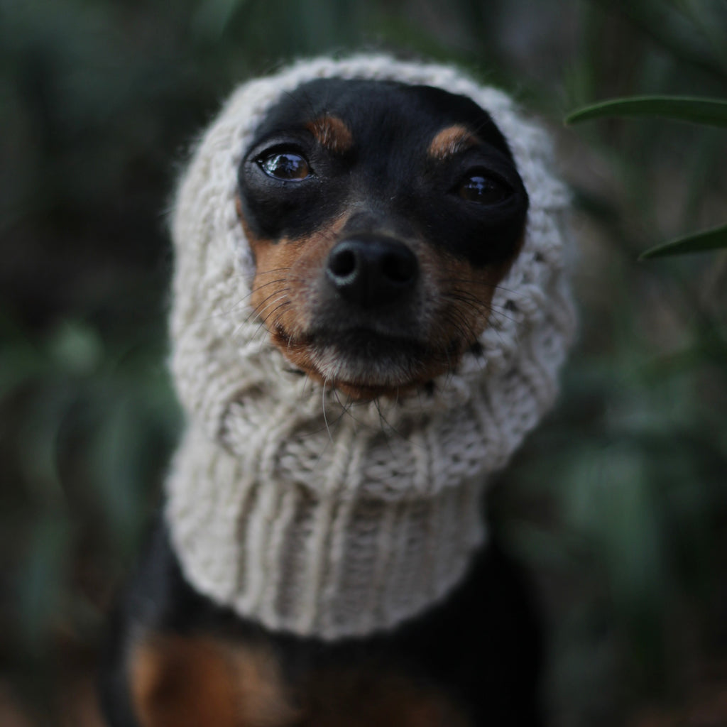 Miniature pinscher dog wearing a hand-knitted alpaca wool beige snood, custom-tailored to measure by Lana Royals Pet Wear.