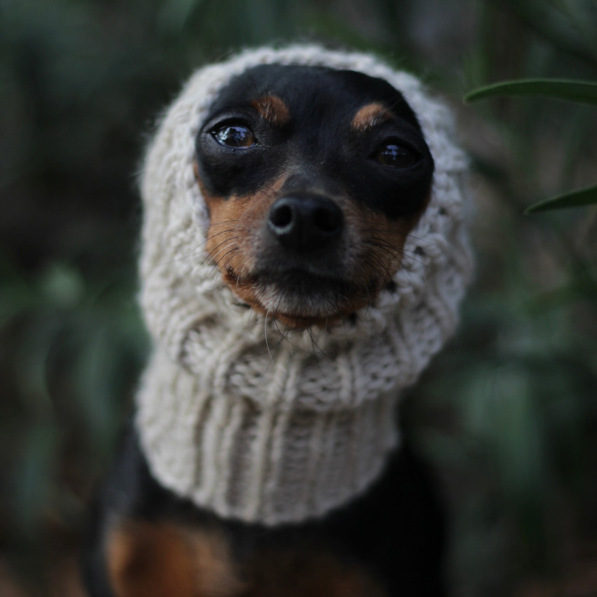 Miniature pinscher dog wearing a hand-knitted alpaca wool beige snood, custom-tailored to measure by Lana Royals Pet Wear.