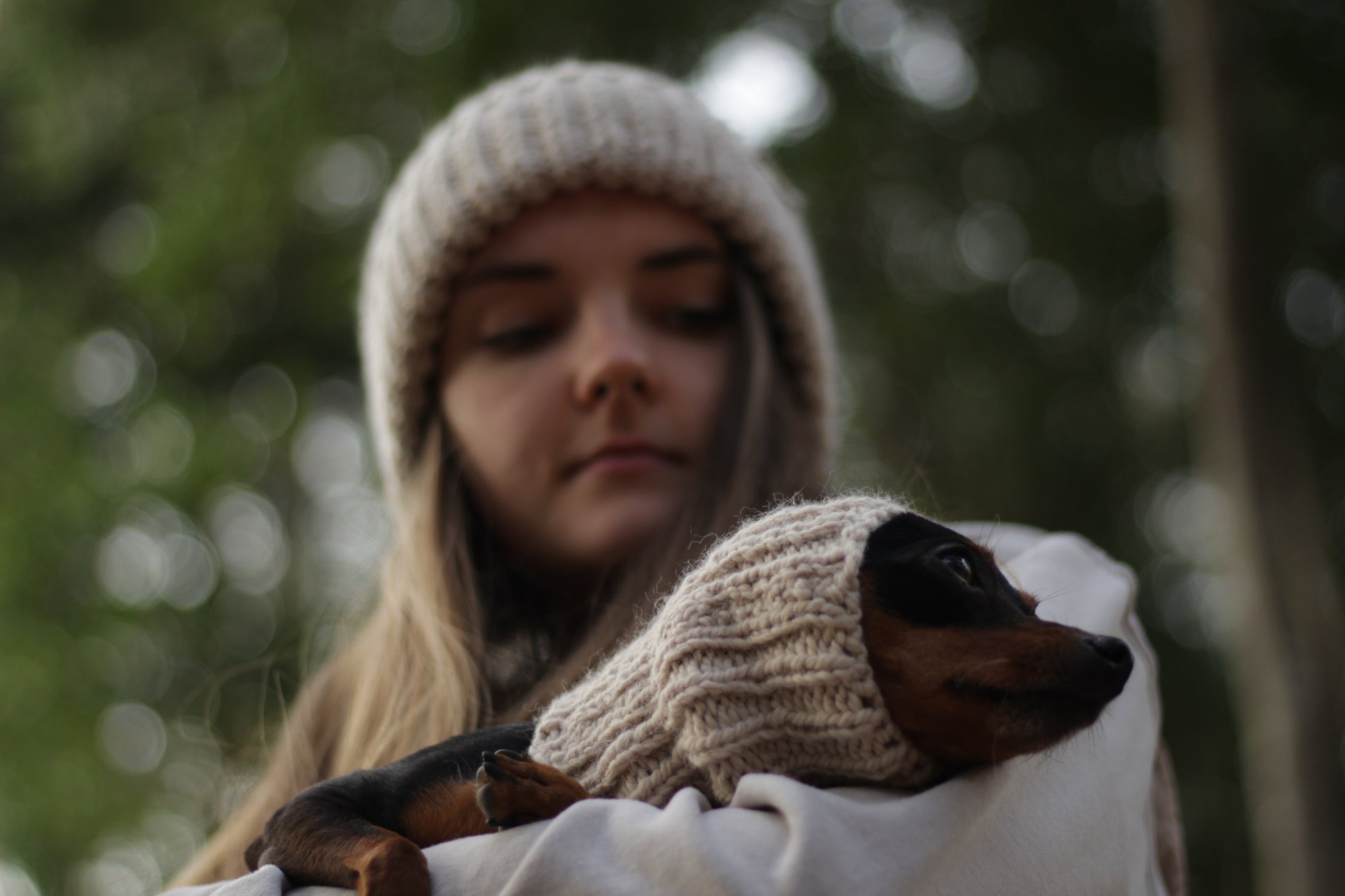 Miniature pinscher dog wearing a hand-knitted alpaca wool beige snood, custom-tailored to measure by Lana Royals Pet Wear.