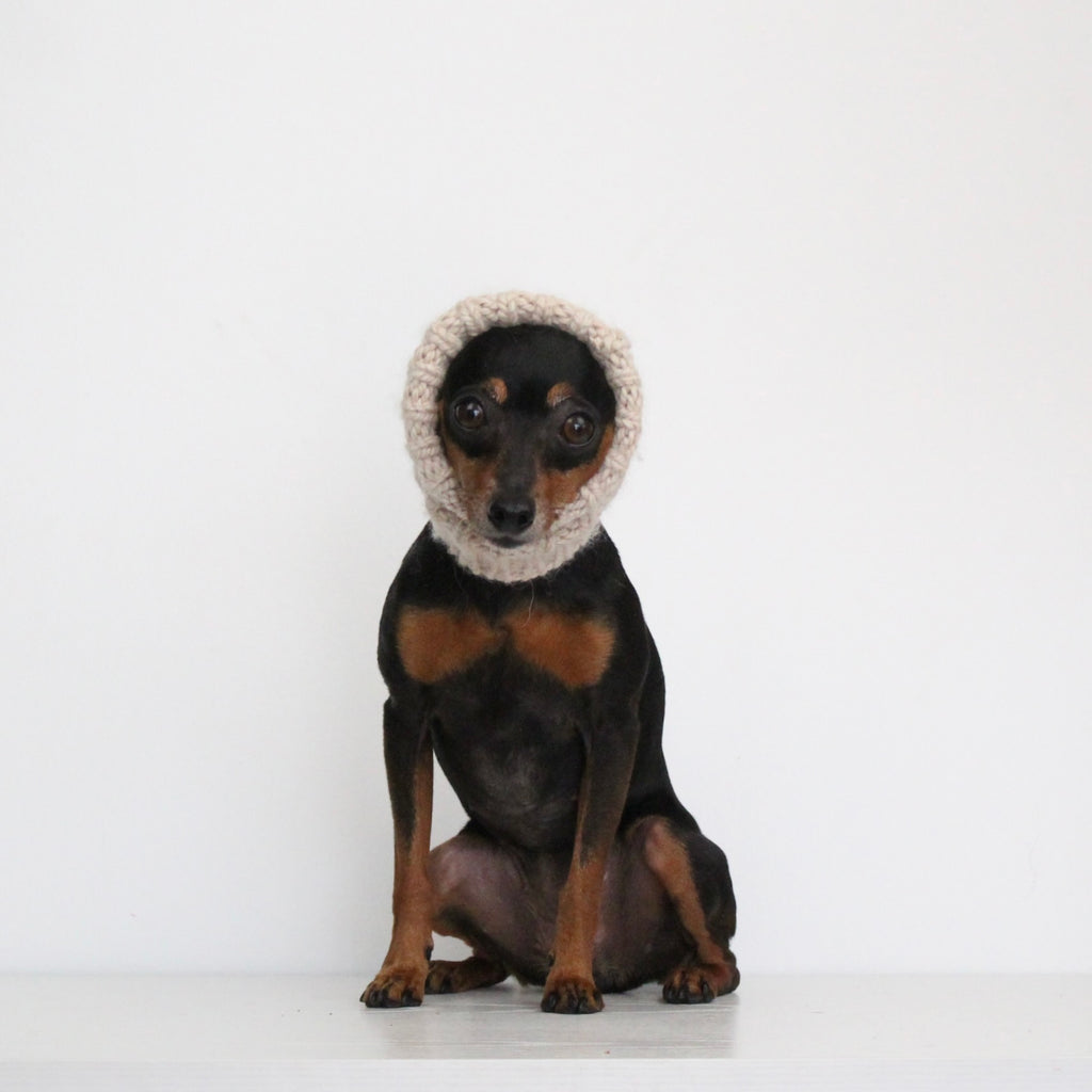 Miniature pinscher dog wearing a hand-knitted alpaca wool beige snood, custom-tailored to measure by Lana Royals Pet Wear.