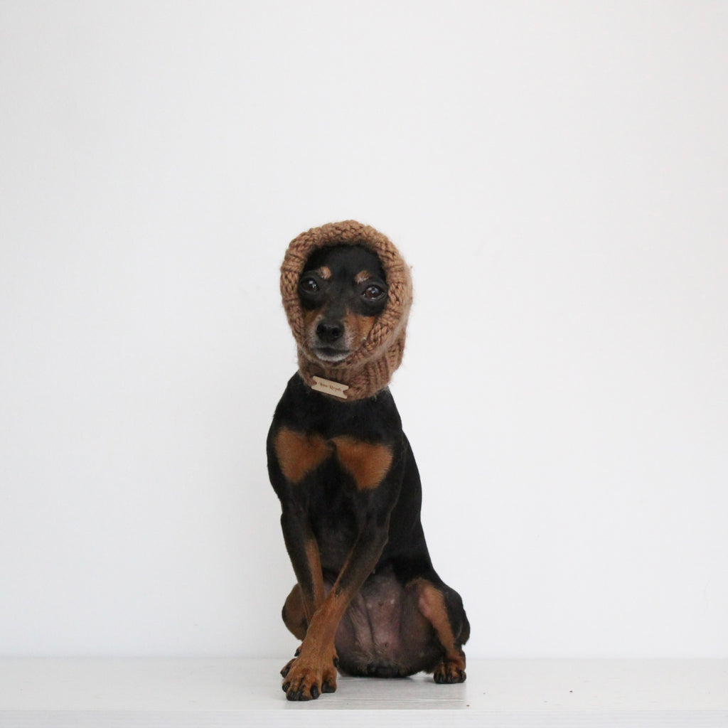 Miniature pinscher dog wearing a hand-knitted alpaca wool almond brown snood, custom-tailored to measure by Lana Royals Pet Wear.