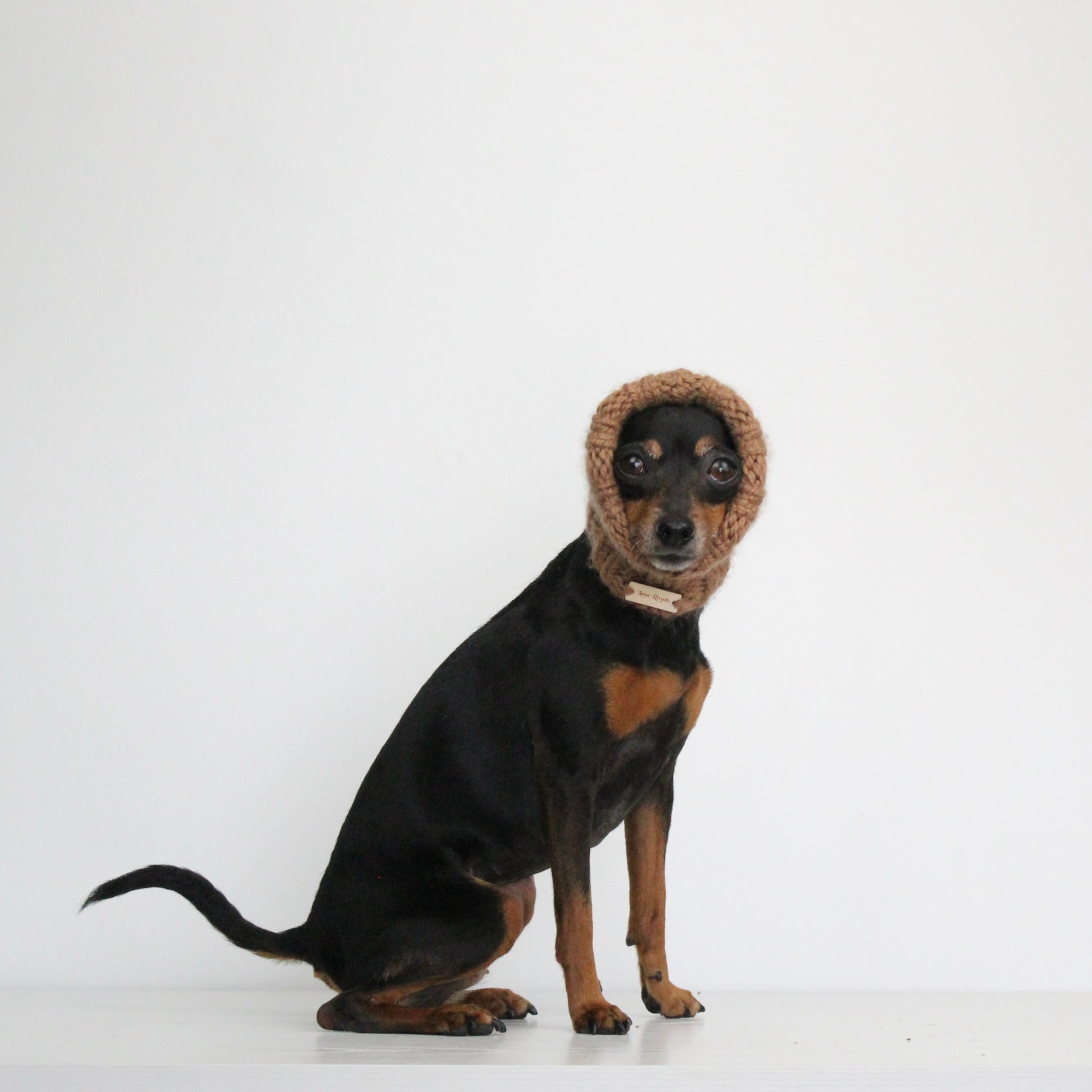 Miniature pinscher dog wearing a hand-knitted alpaca wool almond brown snood, custom-tailored to measure by Lana Royals Pet Wear.