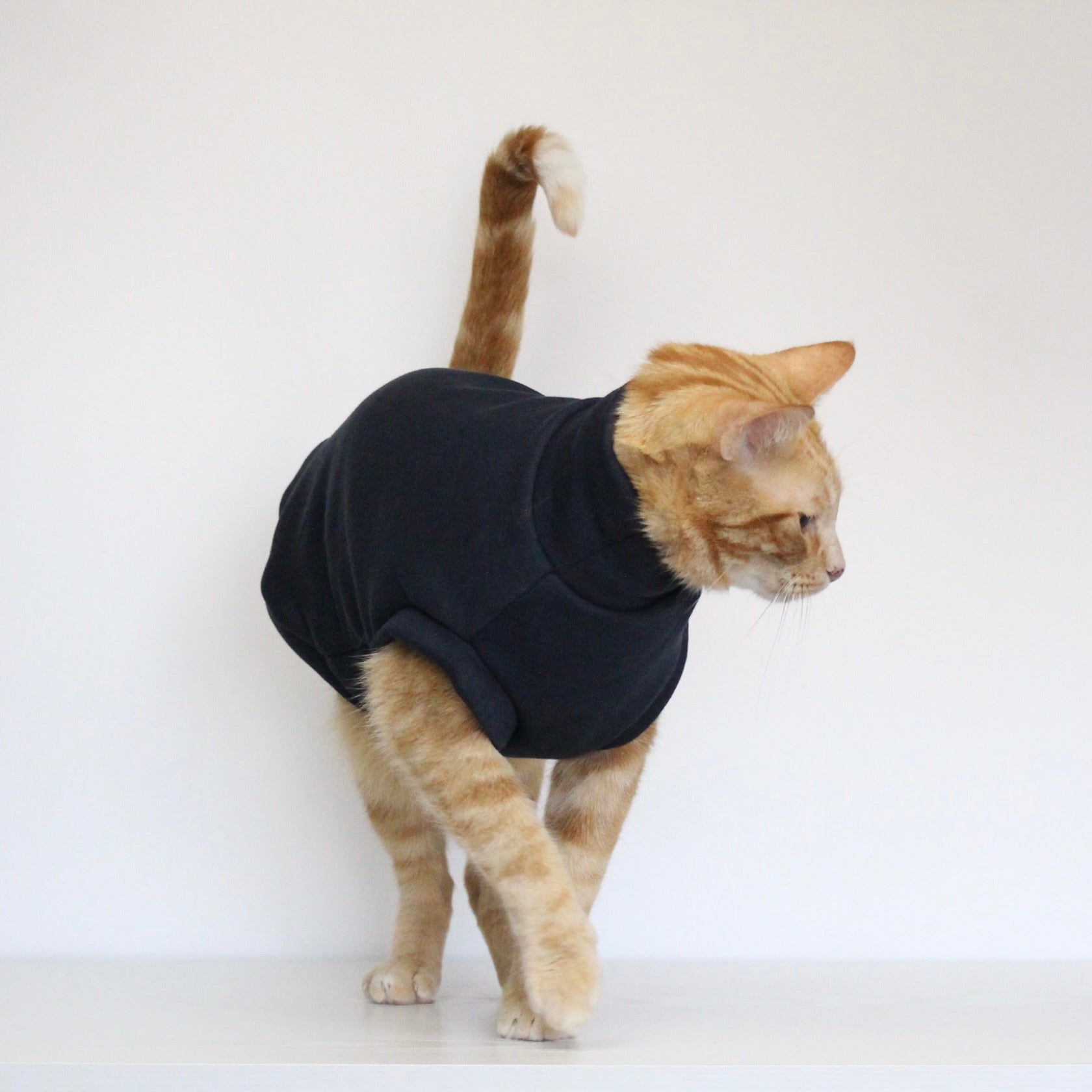 Ginger cat wearing a handmade dark navy blue cotton sweatshirt, custom-tailored to measure by Lana Royals Pet Wear.