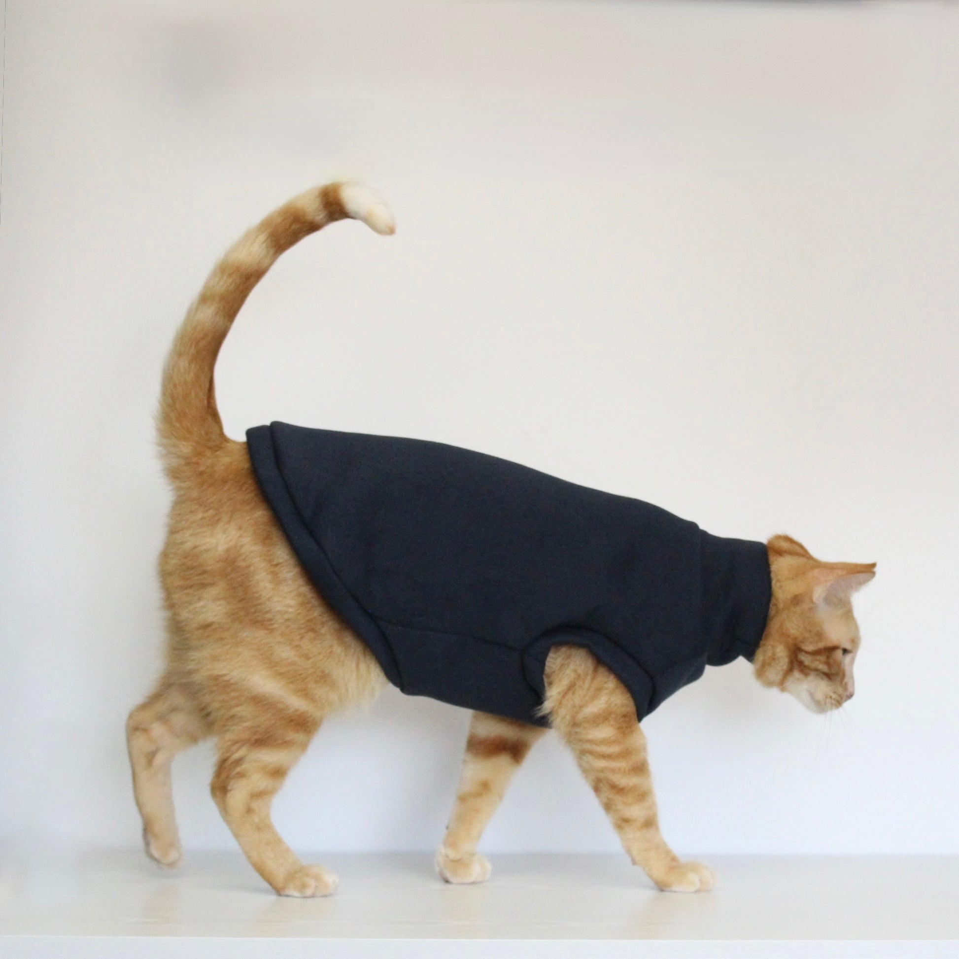 Ginger cat wearing a handmade dark navy blue cotton sweatshirt, custom-tailored to measure by Lana Royals Pet Wear.