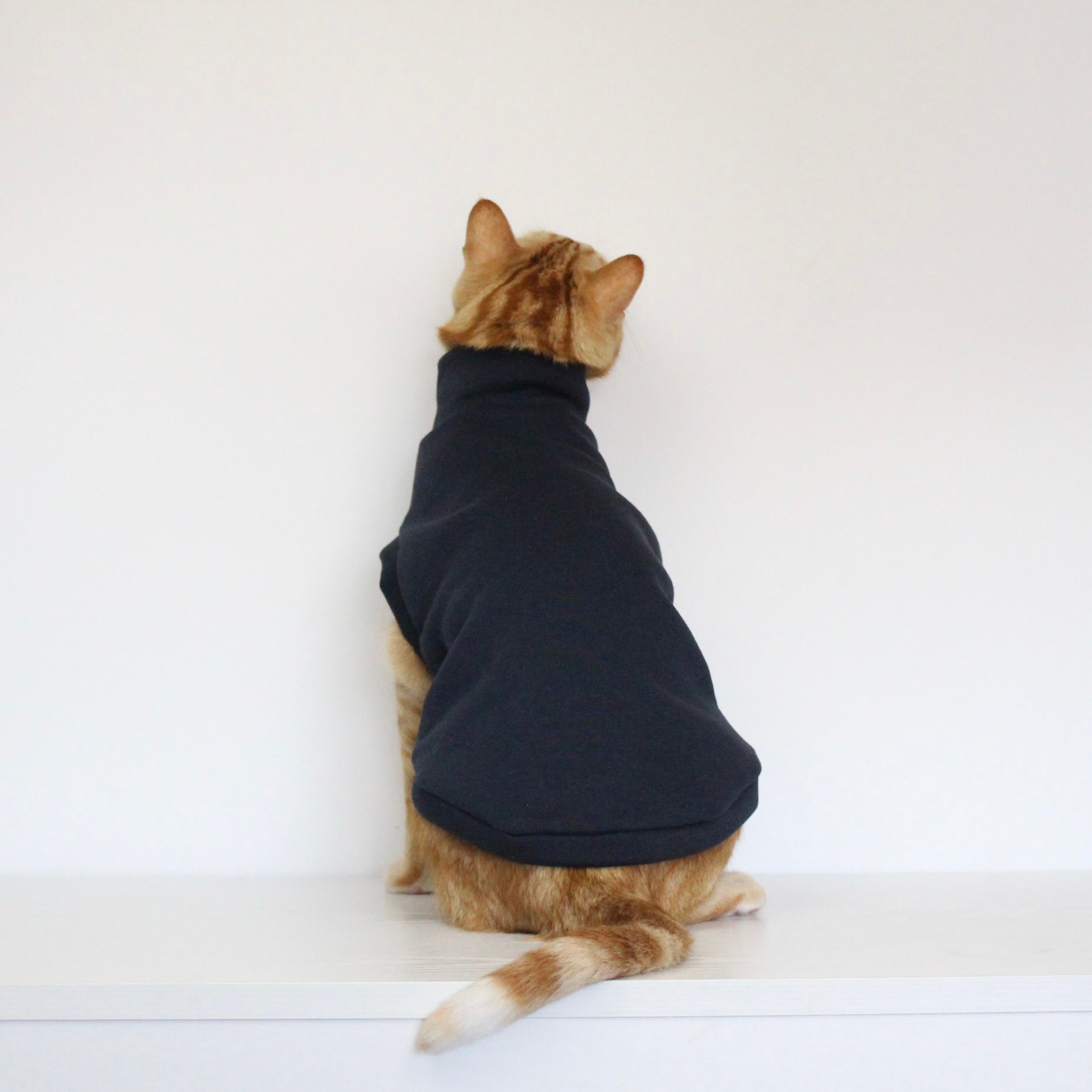 Ginger cat wearing a handmade dark navy blue cotton sweatshirt, custom-tailored to measure by Lana Royals Pet Wear.