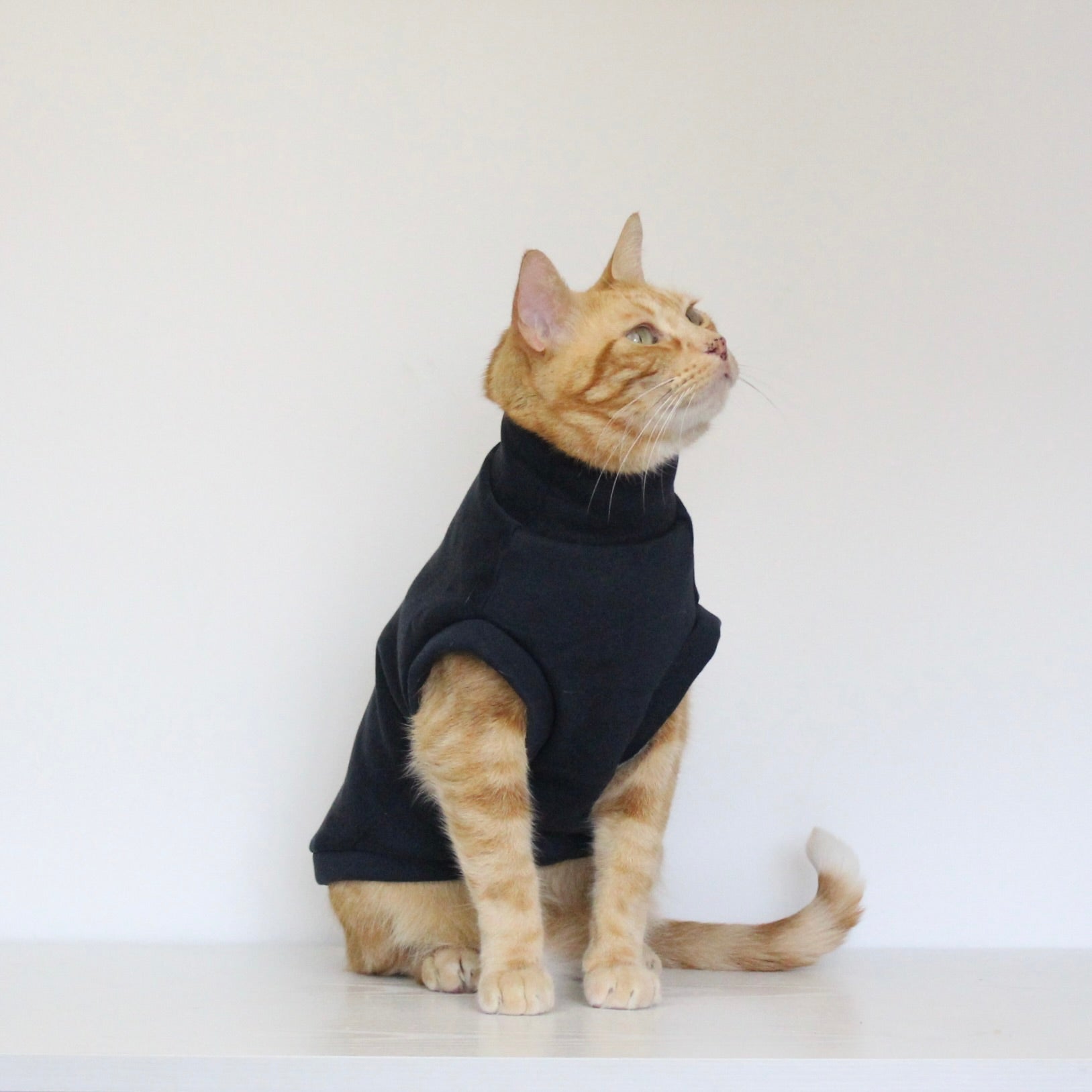 Ginger cat wearing a handmade dark navy blue cotton sweatshirt, custom-tailored to measure by Lana Royals Pet Wear.