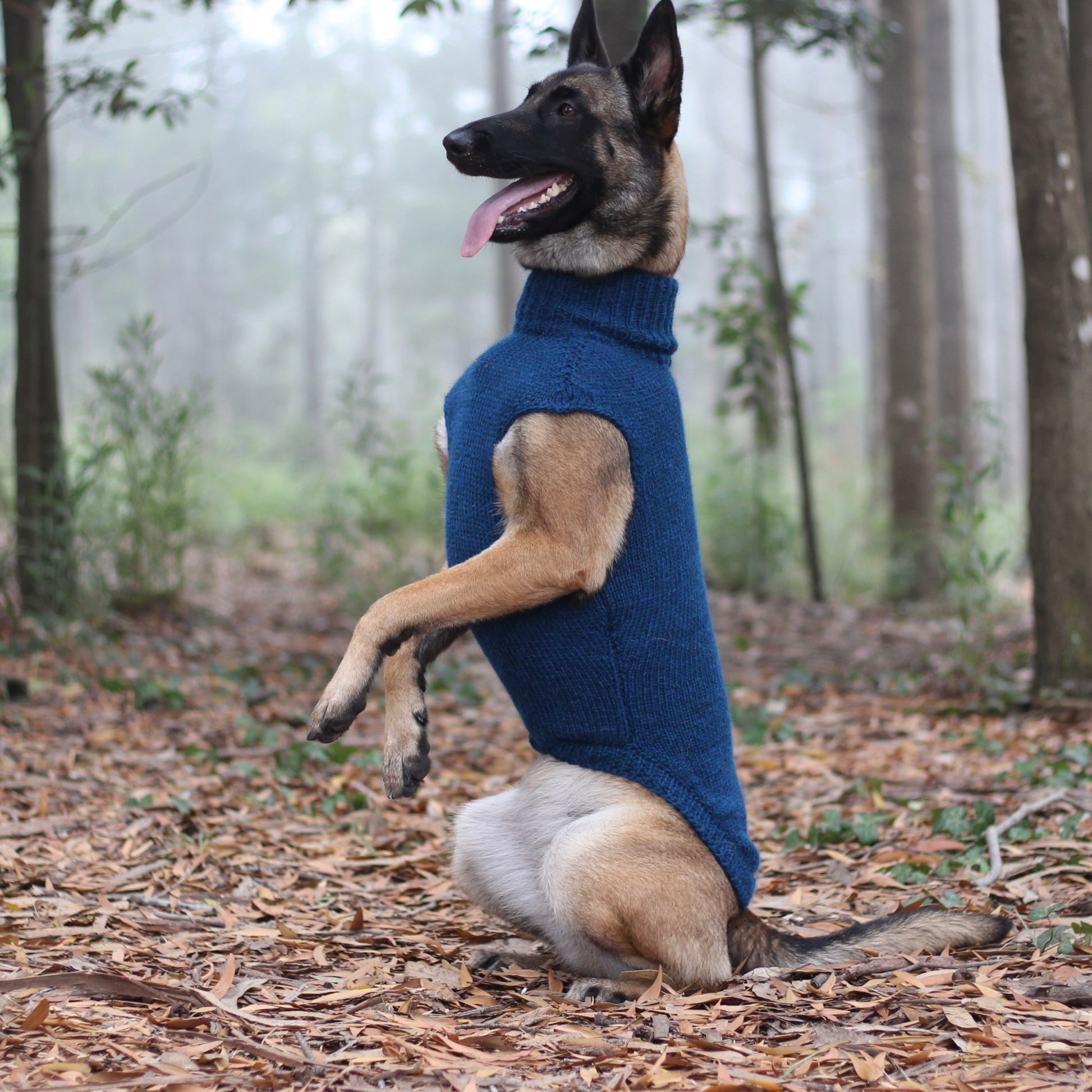 Belgian Shepherd Malinois wearing handmade knitted alpaca wool 'LITE' sweater in petrol color, custom-tailored to measure by Lana Royals Pet Wear.