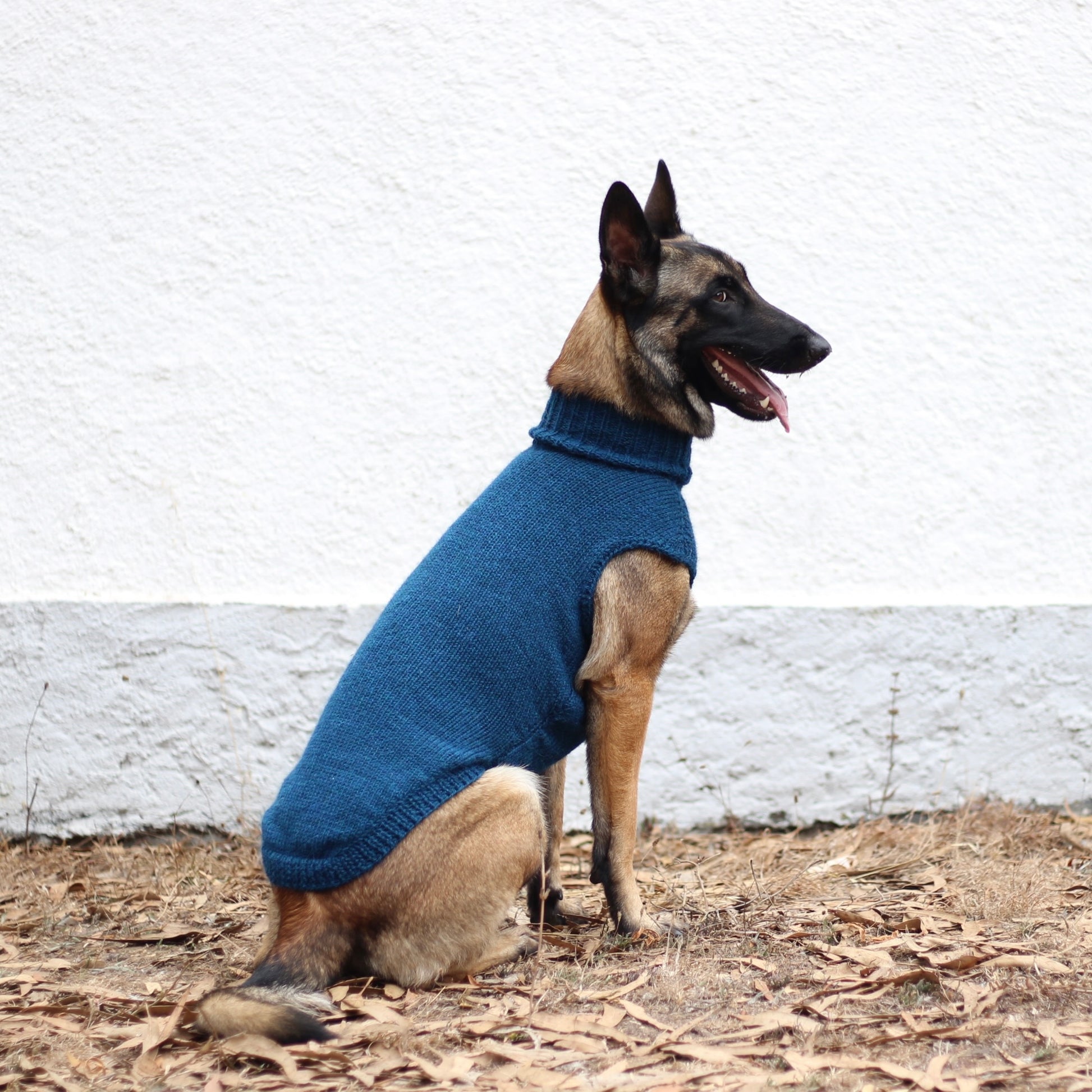 Belgian Shepherd Malinois wearing handmade knitted alpaca wool 'LITE' sweater in petrol color, custom-tailored to measure by Lana Royals Pet Wear.