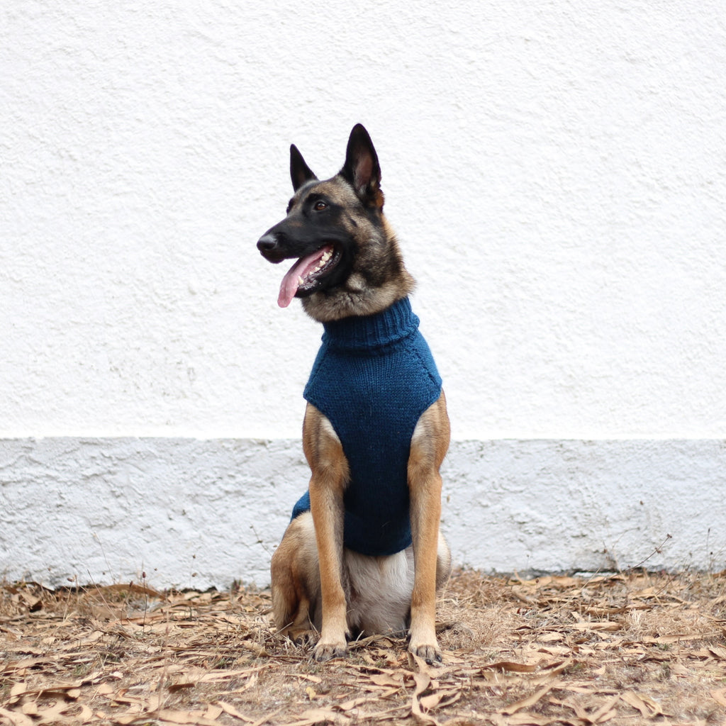 Belgian Shepherd Malinois wearing handmade knitted alpaca wool 'LITE' sweater in petrol color, custom-tailored to measure by Lana Royals Pet Wear.