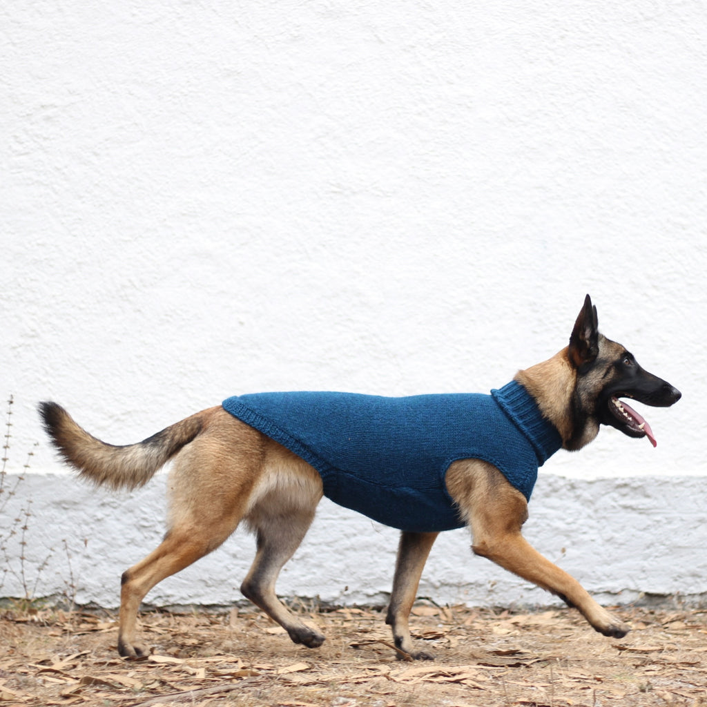 Belgian Shepherd Malinois wearing handmade knitted alpaca wool 'LITE' sweater in petrol color, custom-tailored to measure by Lana Royals Pet Wear.