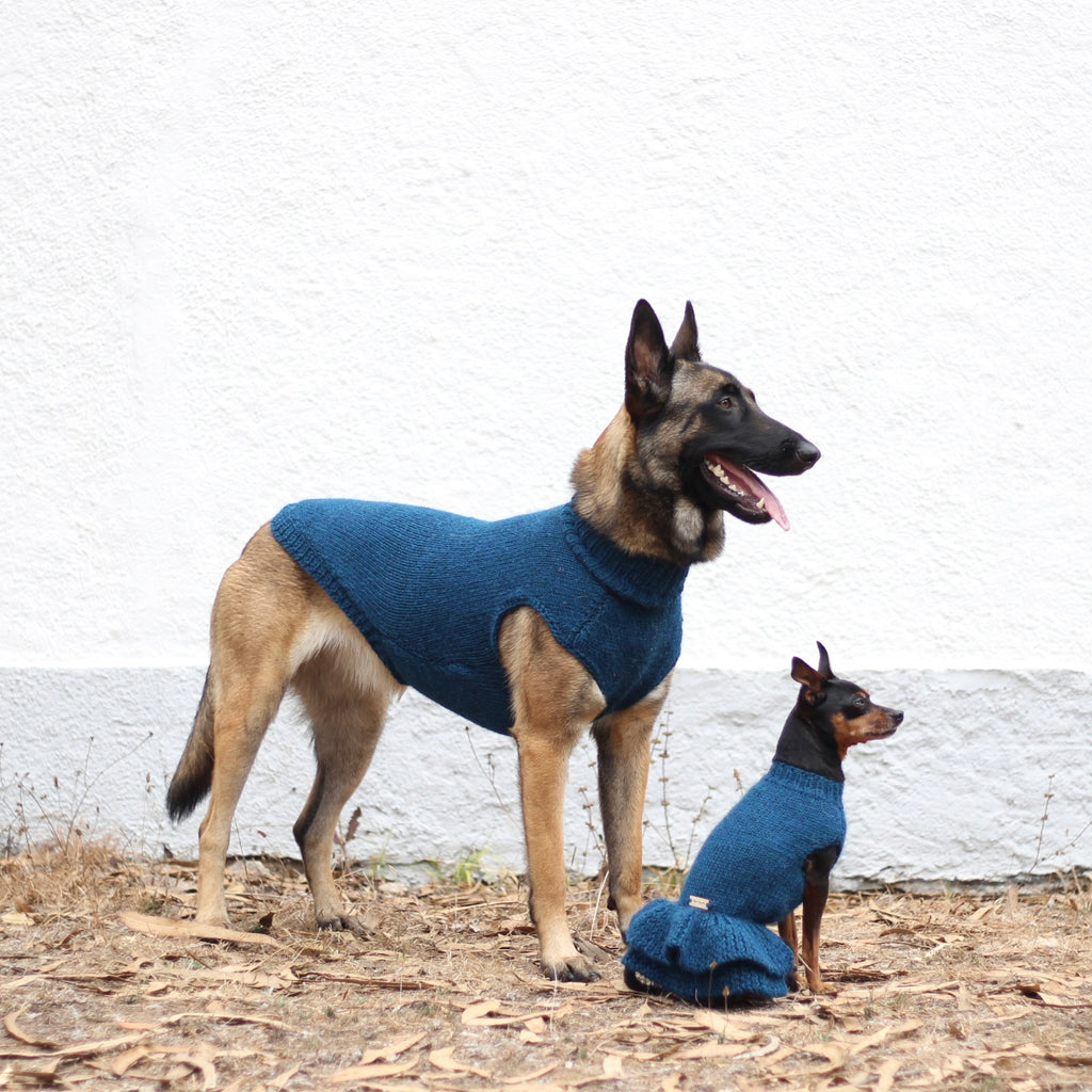 Belgian Shepherd Malinois wearing handmade knitted alpaca wool 'LITE' sweater in petrol color, and miniature pinscher wearing handmade knitted alpaca wool 'HANNAH' dress in petrol color, both custom-tailored to measure by Lana Royals Pet Wear.