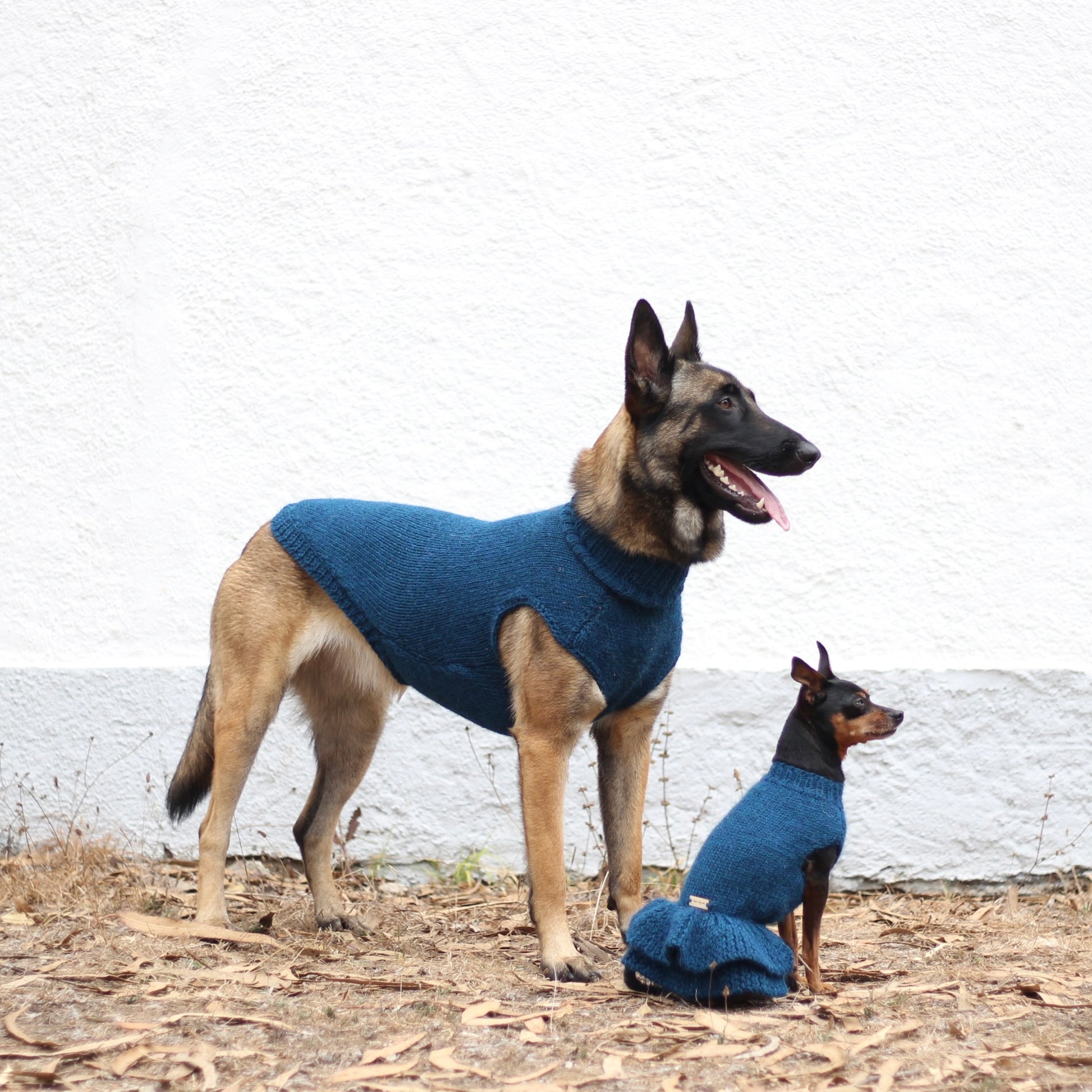 Belgian Shepherd Malinois wearing handmade knitted alpaca wool 'LITE' sweater in petrol color, and miniature pinscher wearing handmade knitted alpaca wool 'HANNAH' dress in petrol color, both custom-tailored to measure by Lana Royals Pet Wear.
