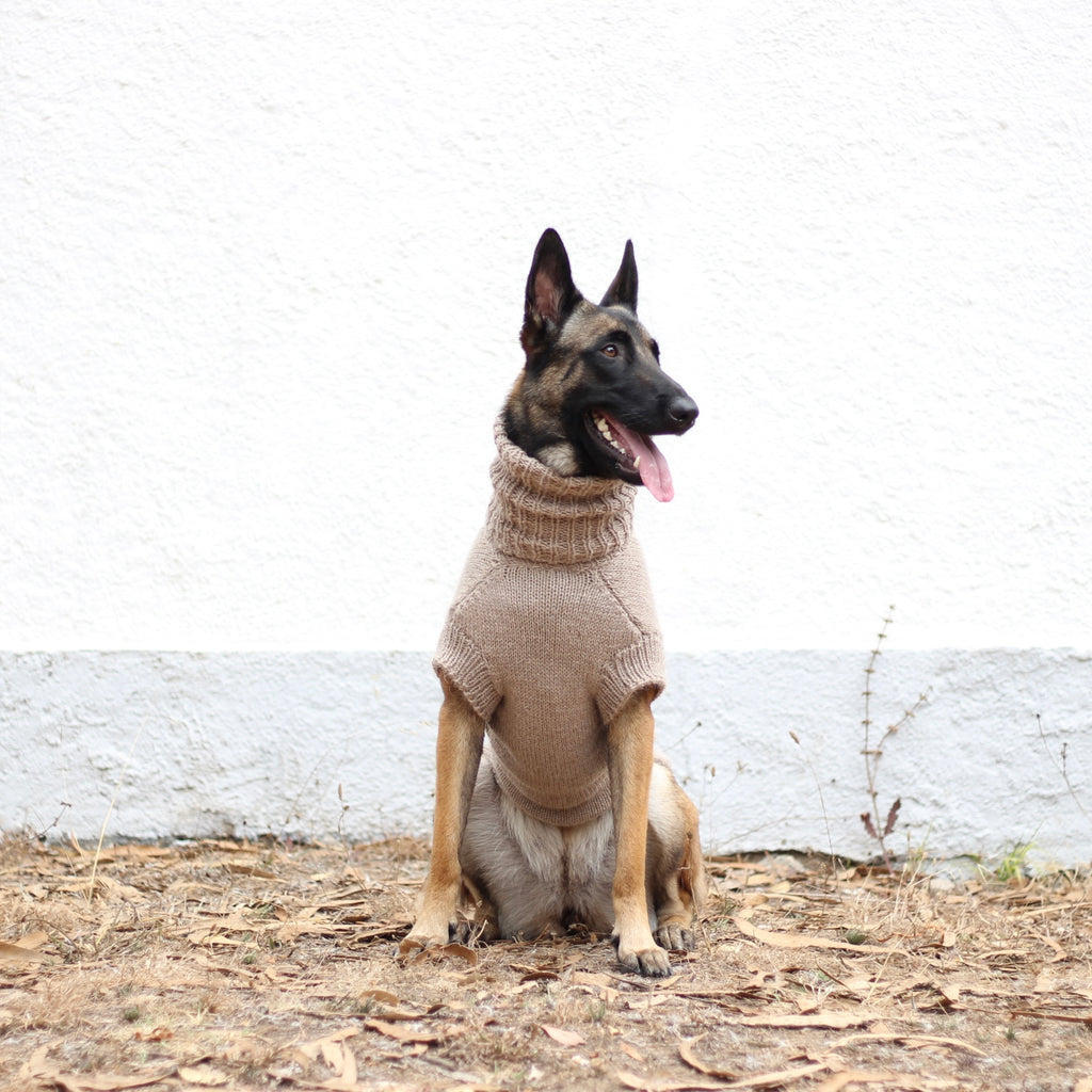 Belgian Shepherd Malinois wearing handmade knitted alpaca wool 'PRIMUS' sweater for large dogs in beige color, custom-tailored to measure by Lana Royals Pet Wear.