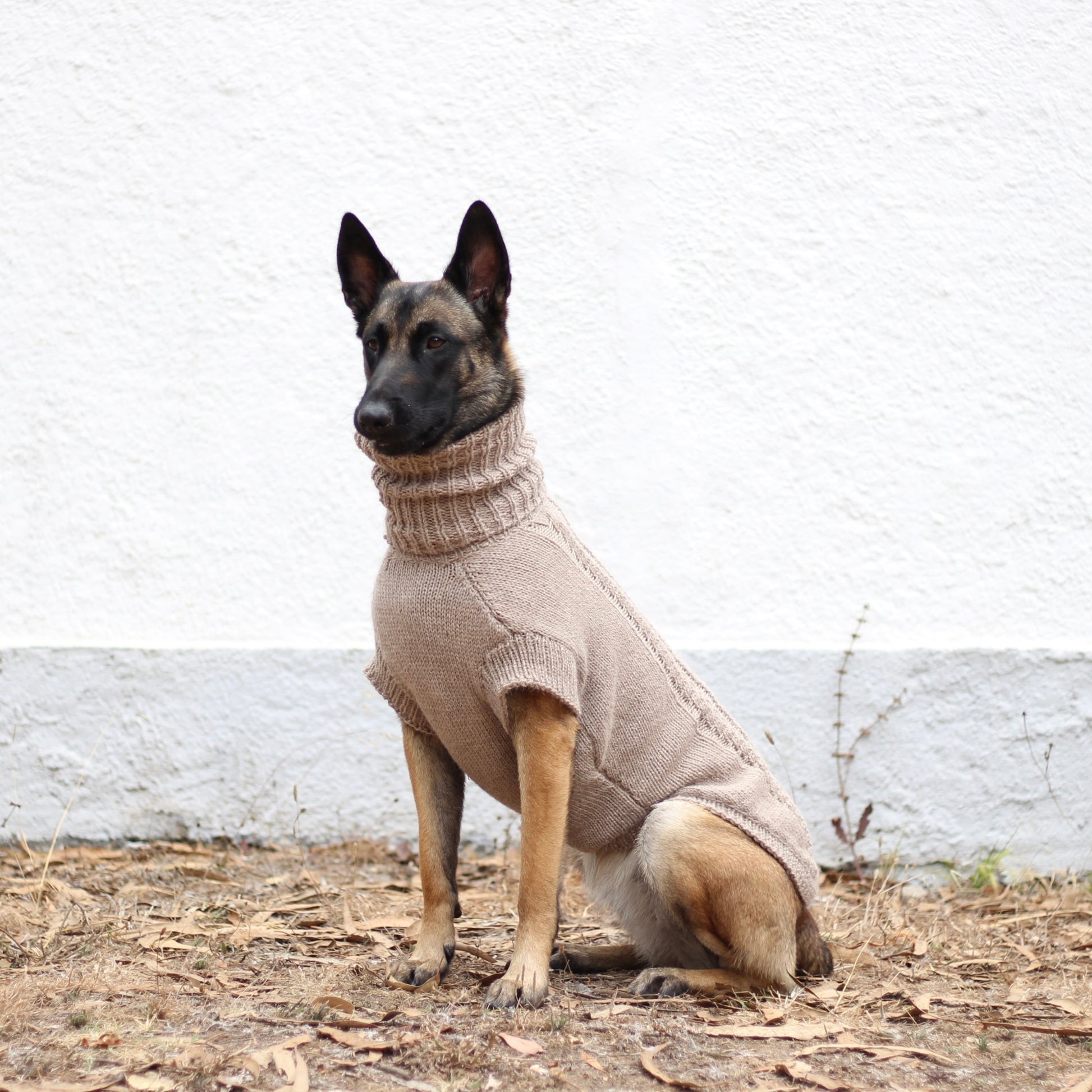 Belgian Shepherd Malinois wearing handmade knitted alpaca wool 'PRIMUS' sweater for large dogs in beige color, custom-tailored to measure by Lana Royals Pet Wear.