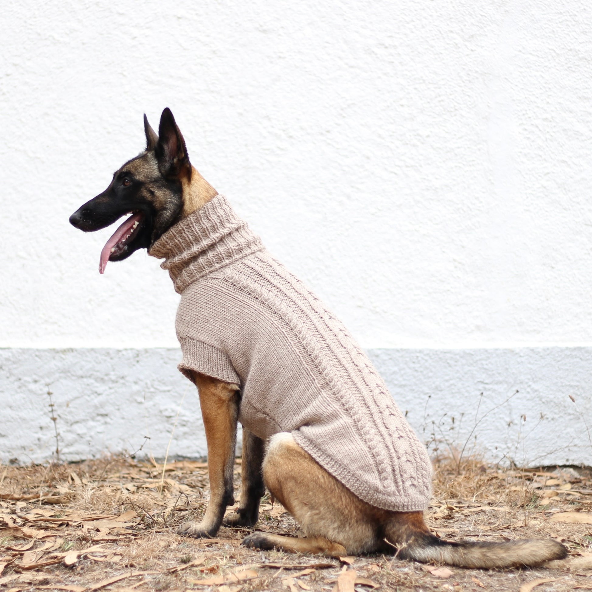 Belgian Shepherd Malinois wearing handmade knitted alpaca wool 'PRIMUS' sweater for large dogs in beige color, custom-tailored to measure by Lana Royals Pet Wear.