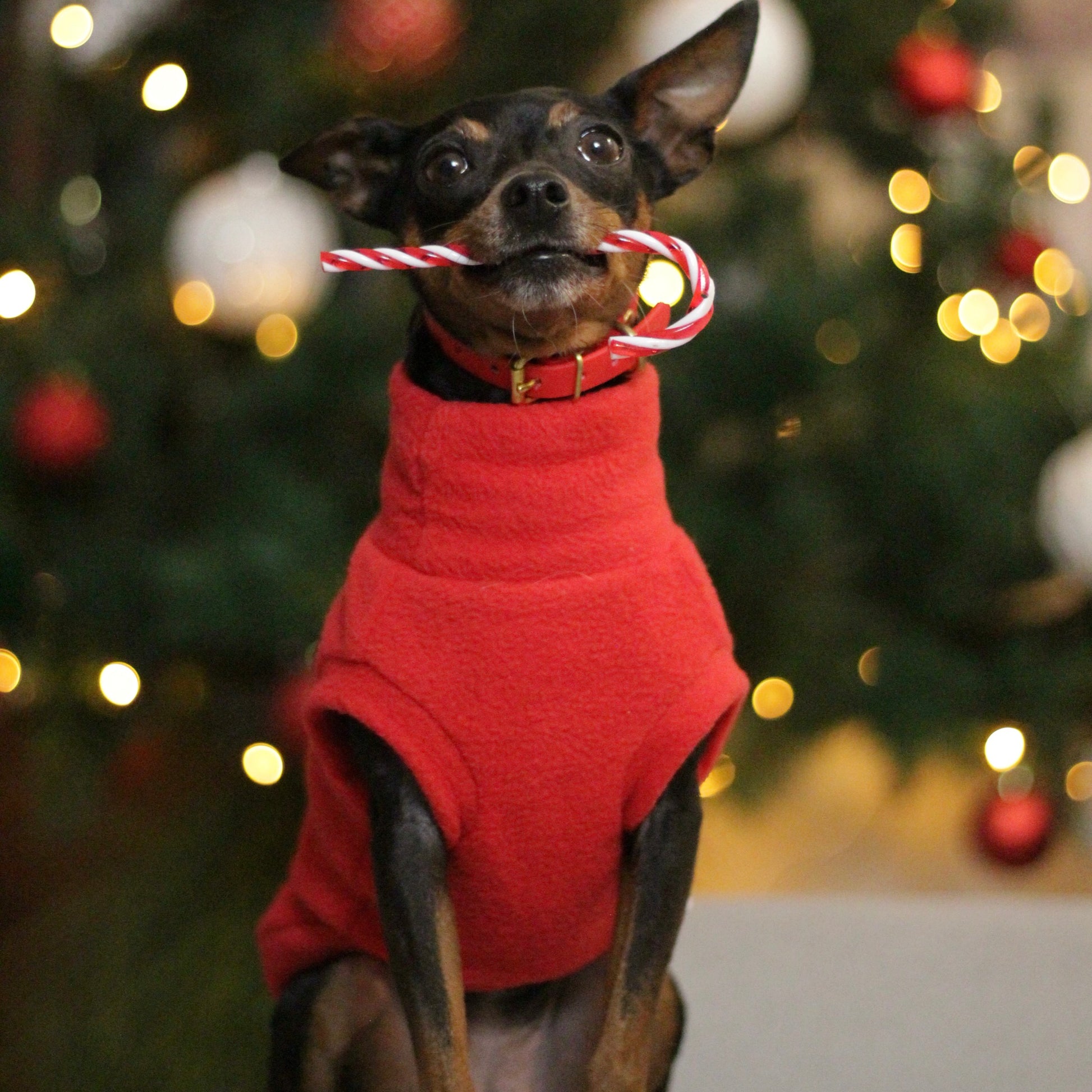 Miniature Pinscher, Prague ratter dog wearing a handmade red fleece sweater, holding a candy cane in front of a Christmas tree. The jumper was custom made to measure by Lana Royals Pet Wear.