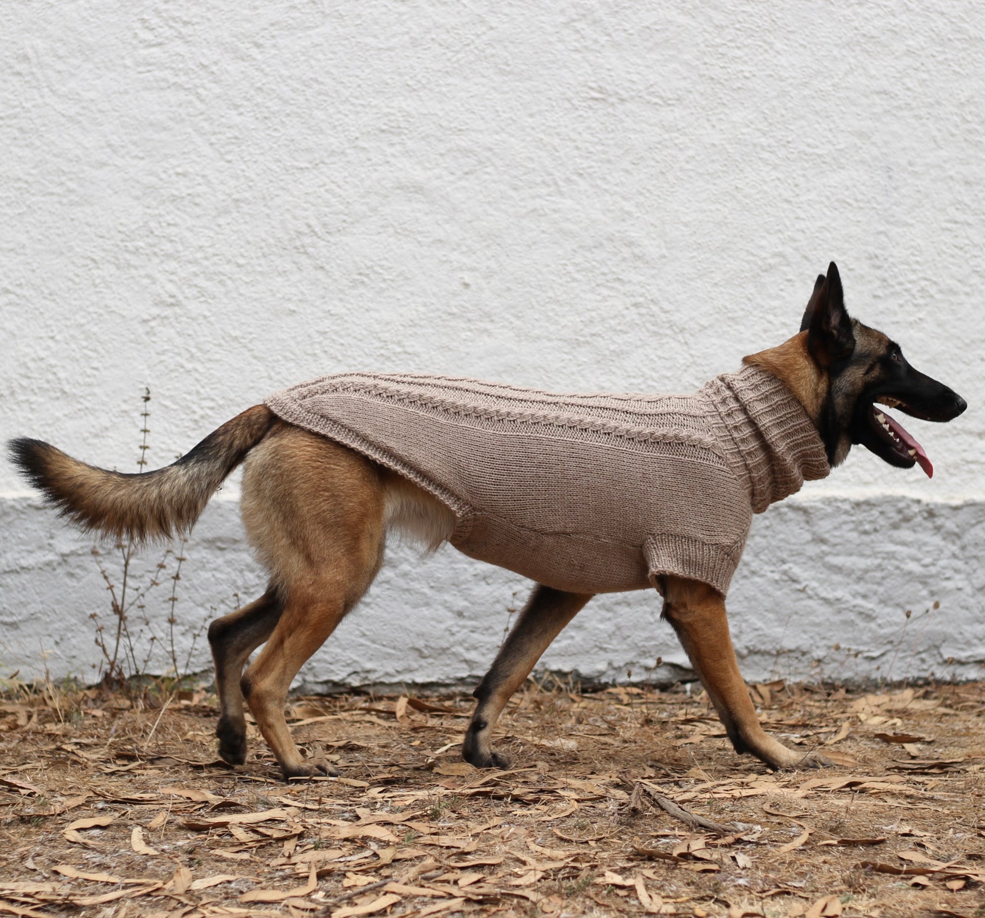 Belgian Shepherd Malinois wearing handmade knitted alpaca wool 'PRIMUS' sweater for large dogs in beige color, custom-tailored to measure by Lana Royals Pet Wear.