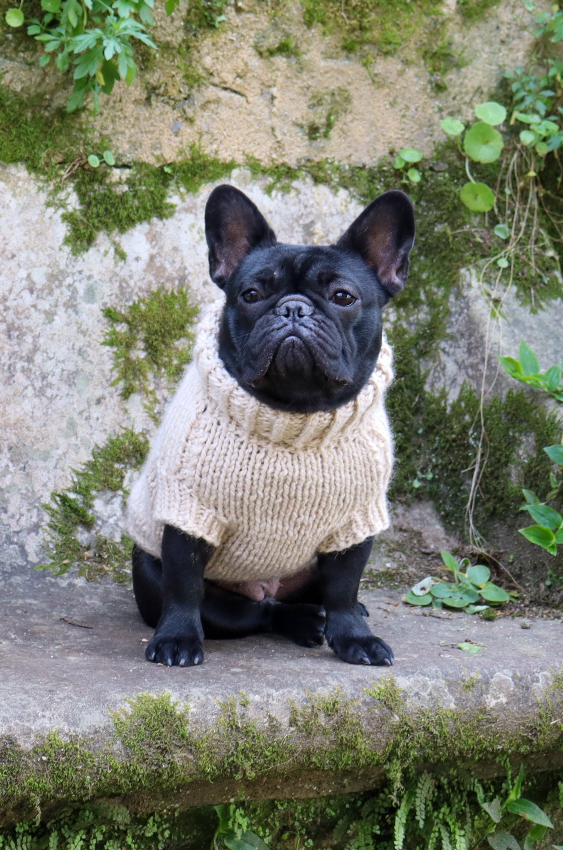French Bulldog from Portugal wearing custom-tailored hand-knitted ARCTIC wool turtleneck jumper in beige color from Lana Royals Pet Wear