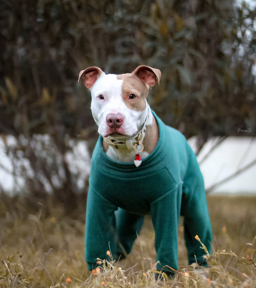 American Pitbull Terrier dog from Portugal wearing custom-tailored fleece jumpsuit onesie pajamas in teal color from Lana Royals Pet Wear