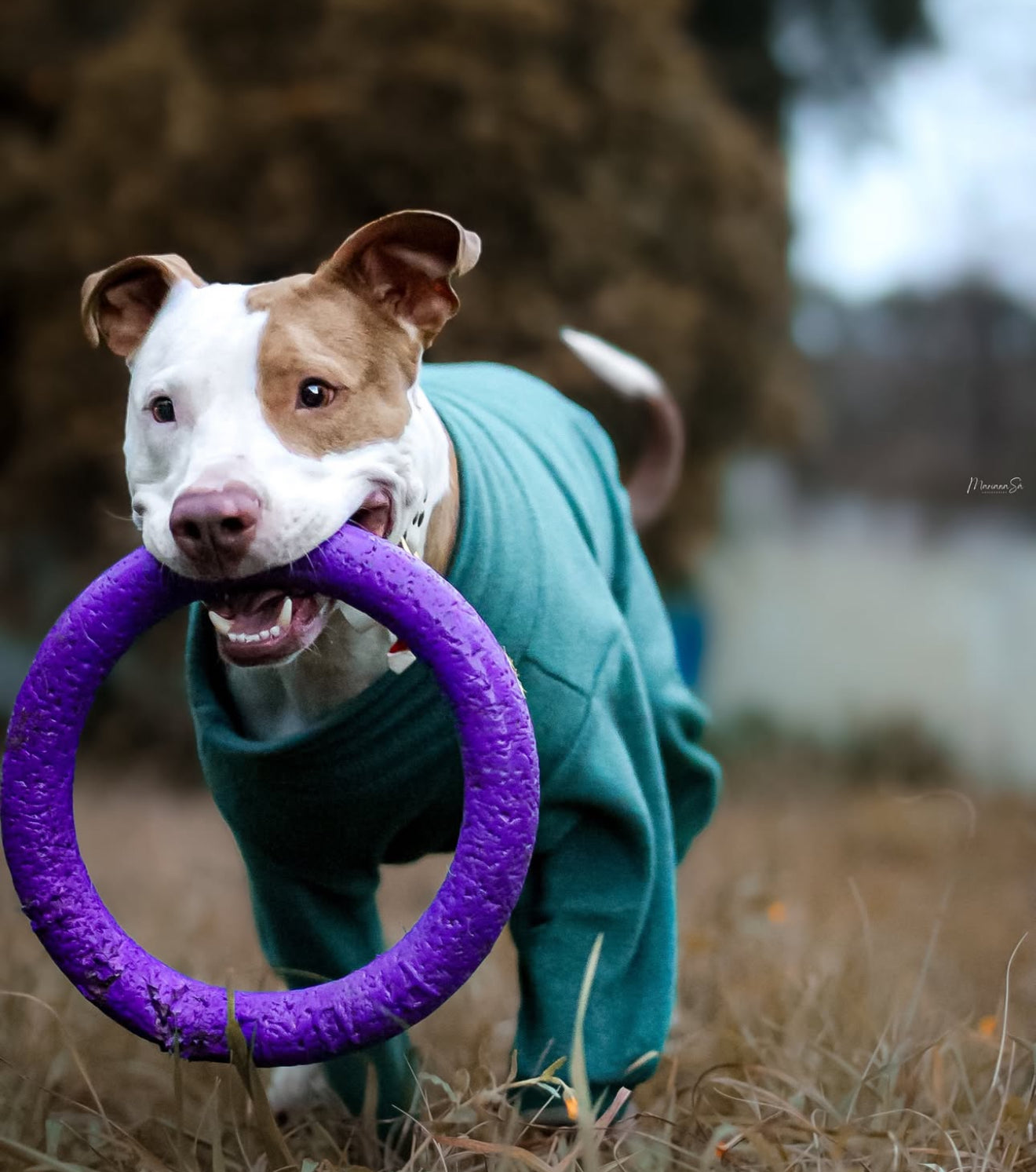 American Pitbull Terrier dog from Portugal wearing custom-tailored fleece jumpsuit onesie pajamas in teal color from Lana Royals Pet Wear