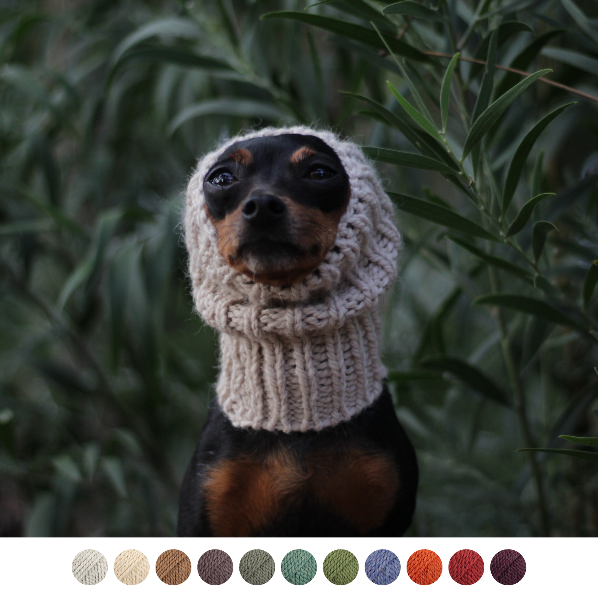 Miniature pinscher Prague Ratter dog wearing handmade knitted thick alpaca wool snood. Custom-tailored to measure neck, head and ear warmer for hounds by Lana Royals Pet Wear.