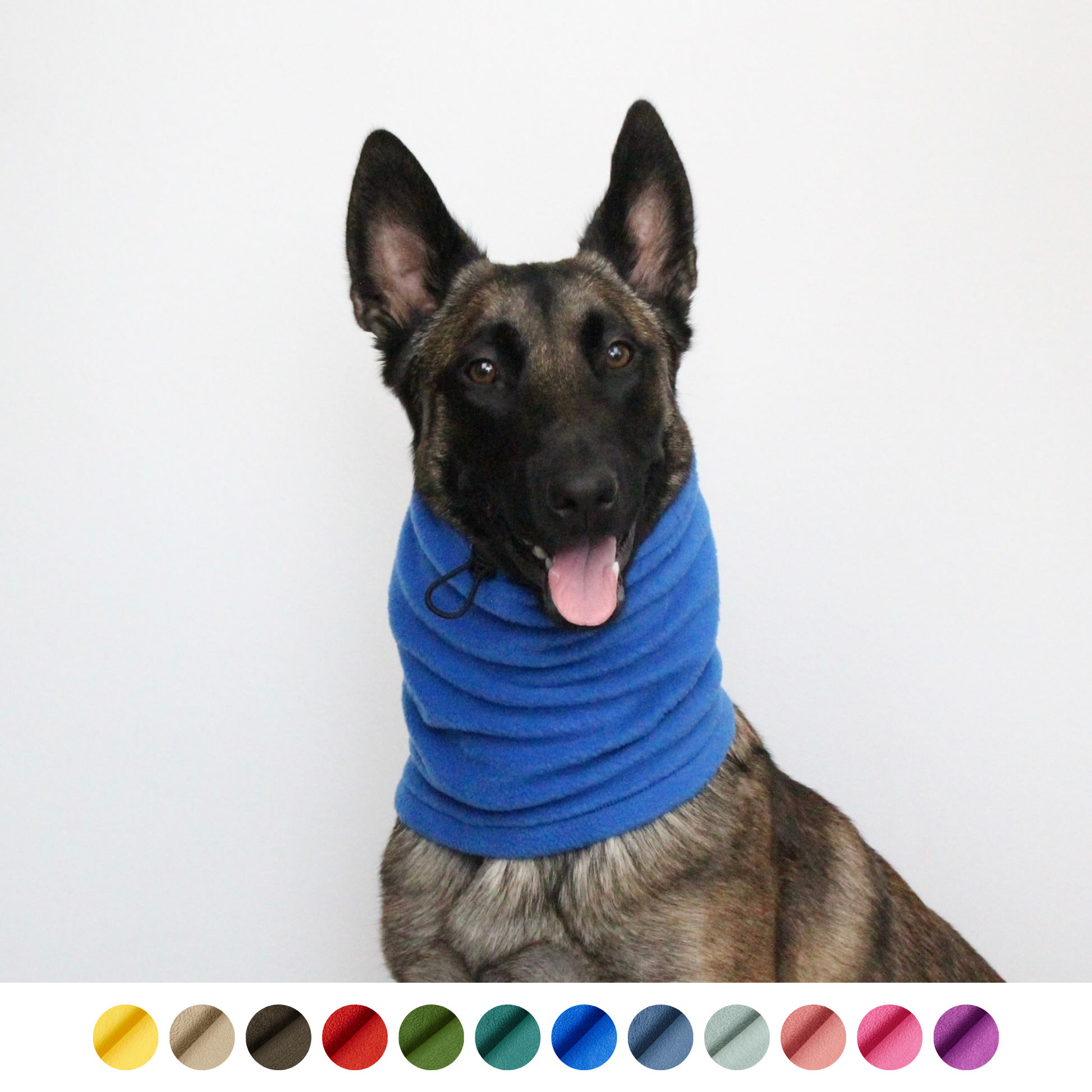 Belgian Shepherd Malinois wearing royal blue fleece snood, custom-tailored to measure by Lana Royals Pet Wear.