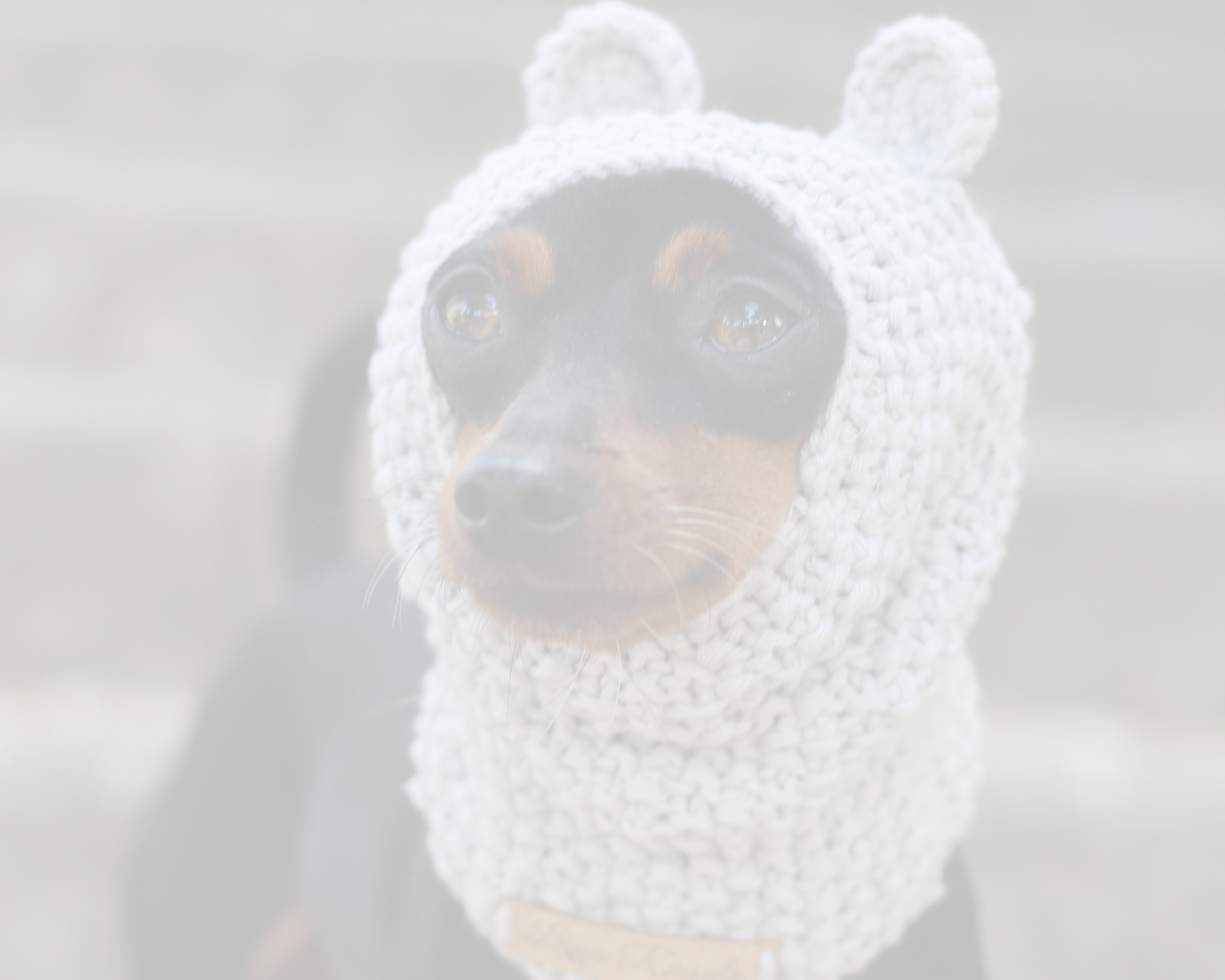 Dog wearing a white knitted hat with bear ears. Custom handmade snoods for dogs from Lana Royals Pet Wear.
