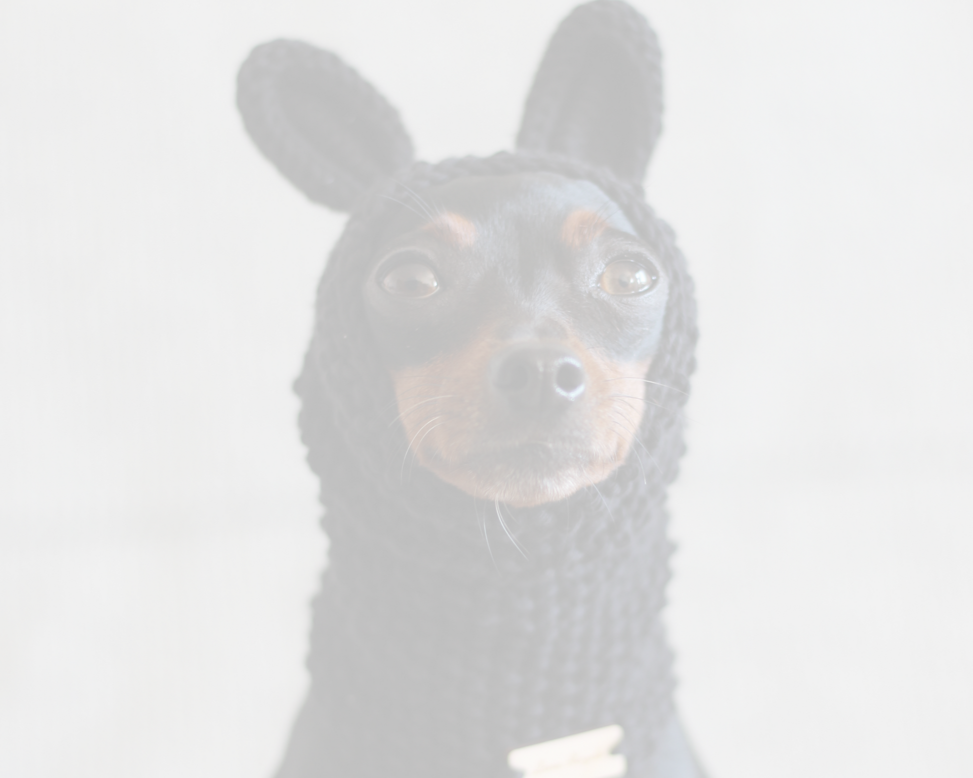 Dog wearing a hand-knitted cotton dog snood with bunny ears in black. Custom handmade snoods for dogs from Lana Royals Pet Wear.