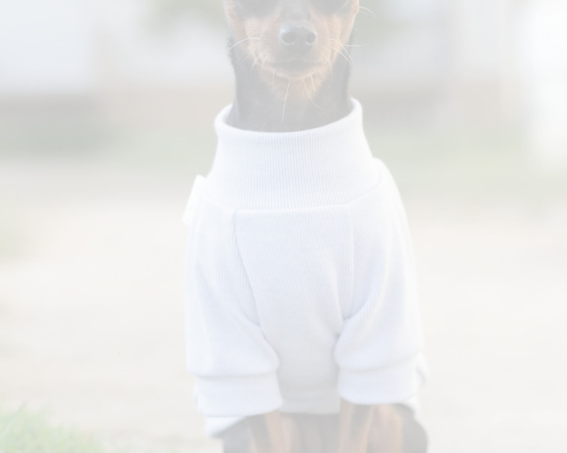Dog wearing a light blue shirt with raglan sleeves. Custom handmade sweaters for dogs from Lana Royals Pet Wear.