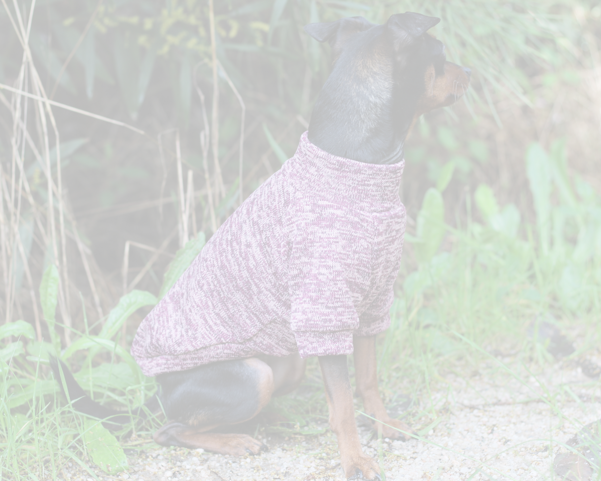 Dog wearing a merle pink fleece sweater with raglan sleeves. Custom handmade sweaters for dogs from Lana Royals Pet Wear.