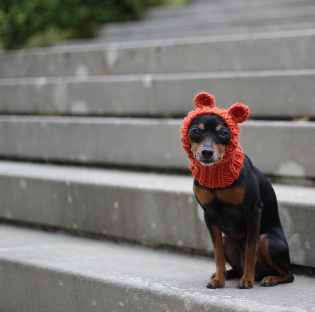 Miniature Pinscher, Prague Ratter dog wearing custom-tailored, hand-knitted snood with teddy bear ears named "NORDIC CUDDLEBEAR" in pumpkin spice (orange) color
