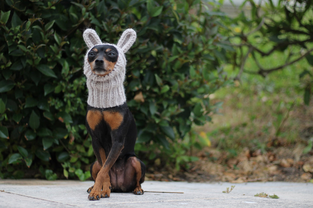 Miniature Pinscher, Prague Ratter dog wearing custom-tailored, hand-knitted snood with bunny ears named "NORDIC CUDDLEBUNNY" in lunar caliza color