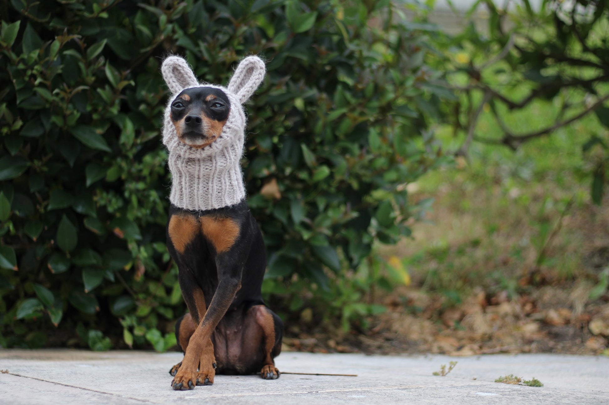 Miniature Pinscher, Prague Ratter dog wearing custom-tailored, hand-knitted snood with bunny ears named "NORDIC CUDDLEBUNNY" in lunar caliza color