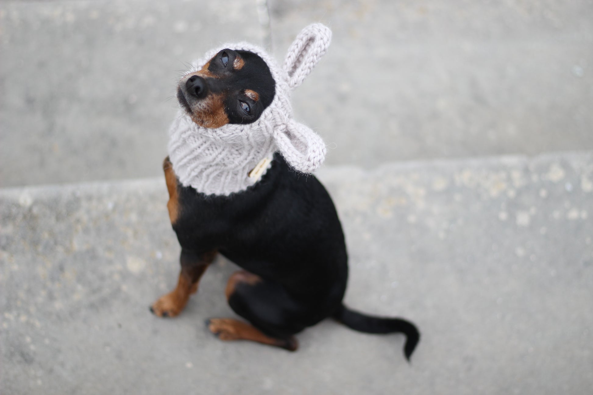 Miniature Pinscher, Prague Ratter dog wearing custom-tailored, hand-knitted snood with bunny ears named "NORDIC CUDDLEBUNNY" in lunar caliza color, view from above