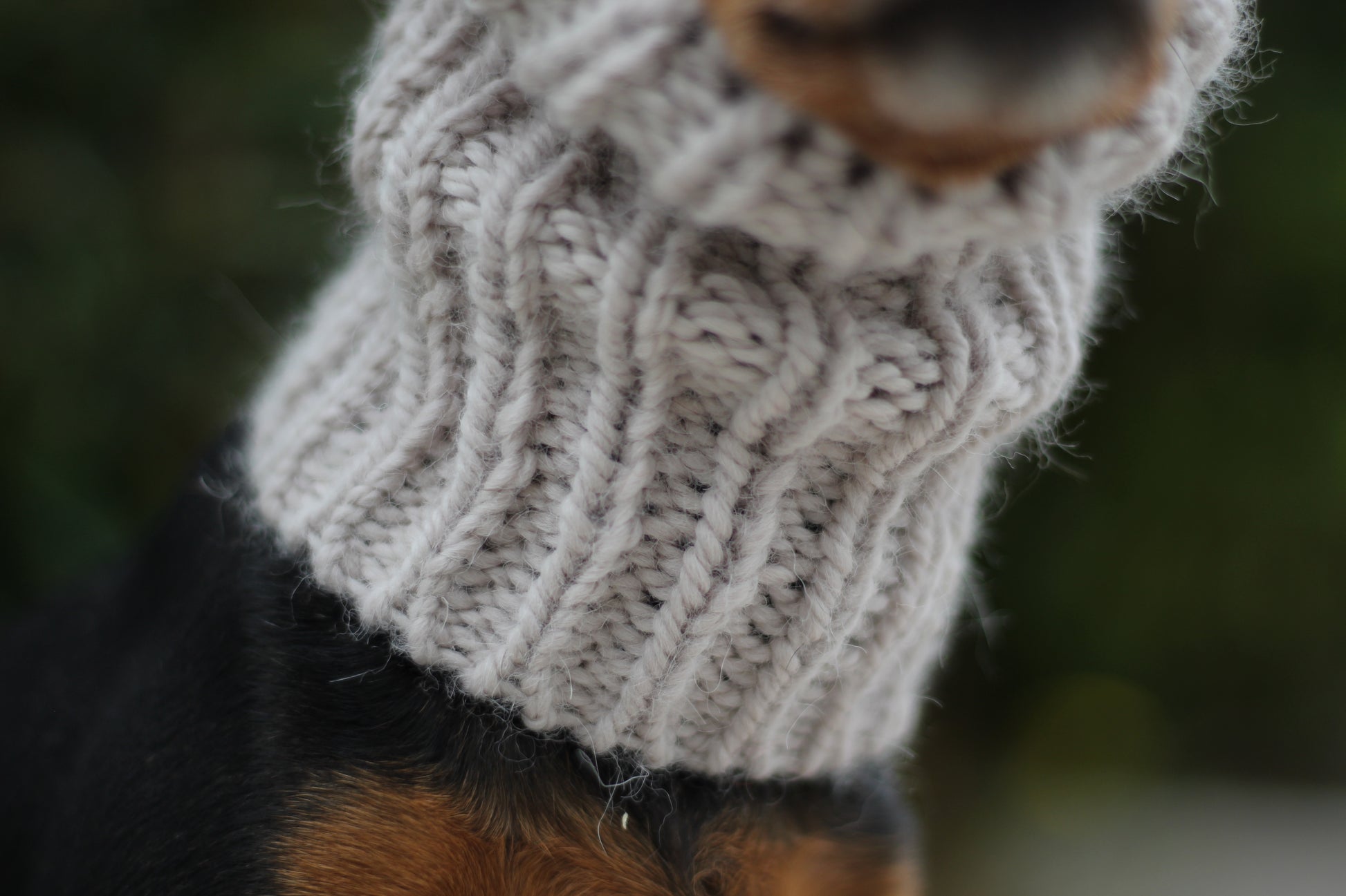 Miniature Pinscher, Prague Ratter dog wearing custom-tailored, hand-knitted snood with bunny ears named "NORDIC CUDDLEBUNNY" in lunar caliza color, close up view