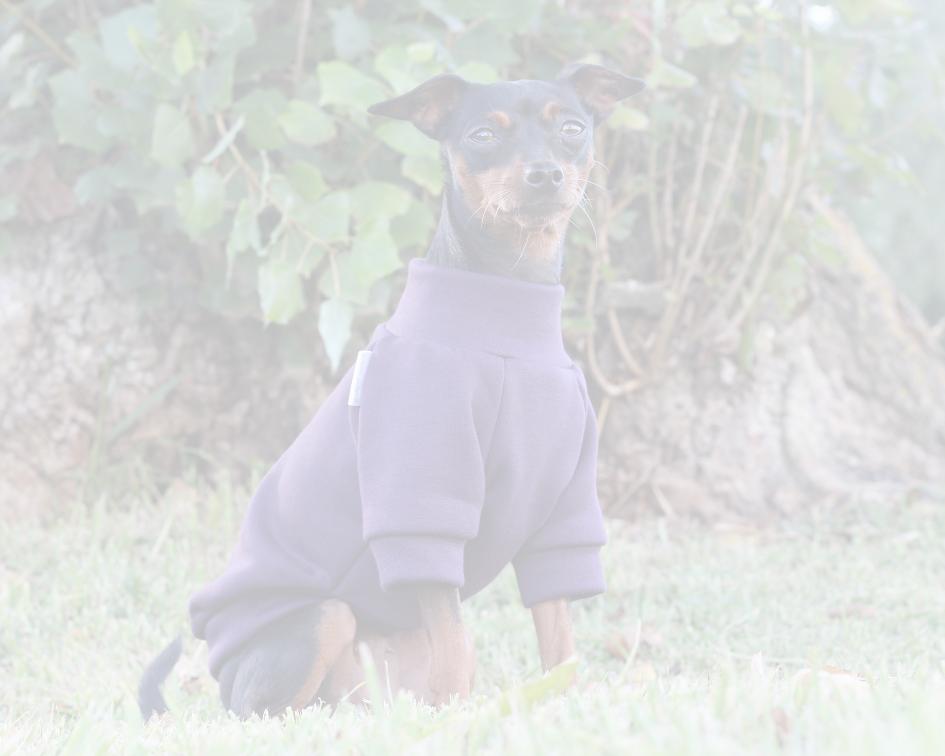 Dog wearing a purple sweater. Custom handmade sweaters for dogs from Lana Royals Pet Wear.