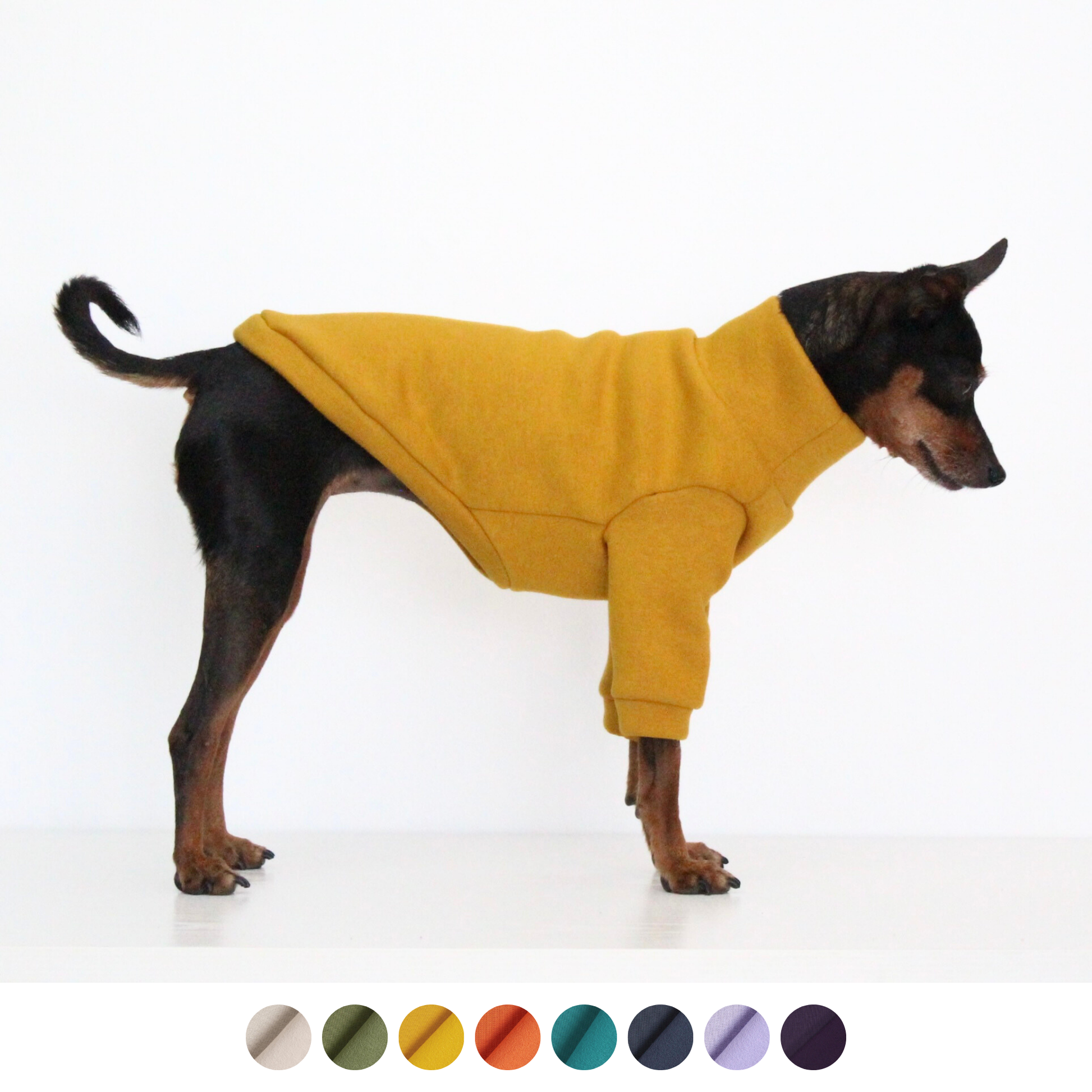 Miniature pinscher Prague Ratter dog wearing a handmade mustard yellow sweatshirt jumper with front sleeves, custom-tailored to measure by Lana Royals Pet Wear.
