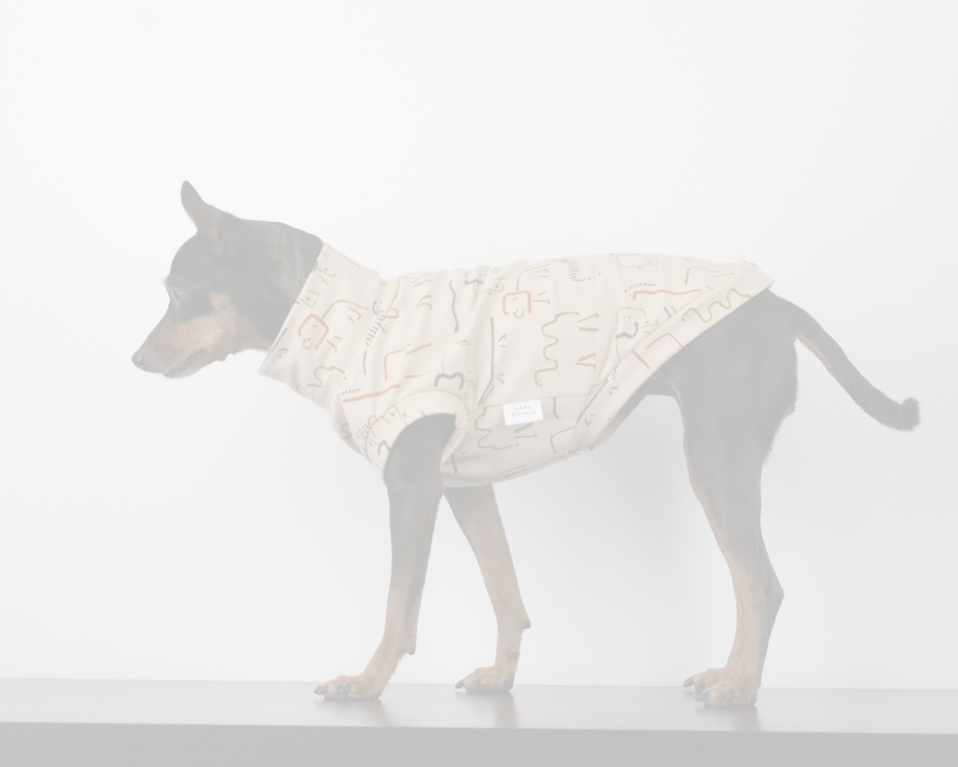 Dog wearing a beige shirt on a white background. Custom handmade sweaters for dogs from Lana Royals Pet Wear.
